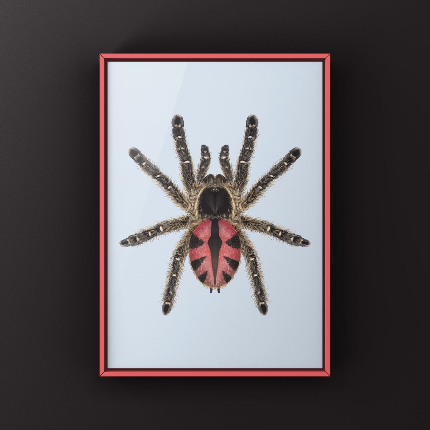 Paraiba Jewel Tarantula, Typhochlaena Curumim, Photographic Art Print from The Silk Ranch