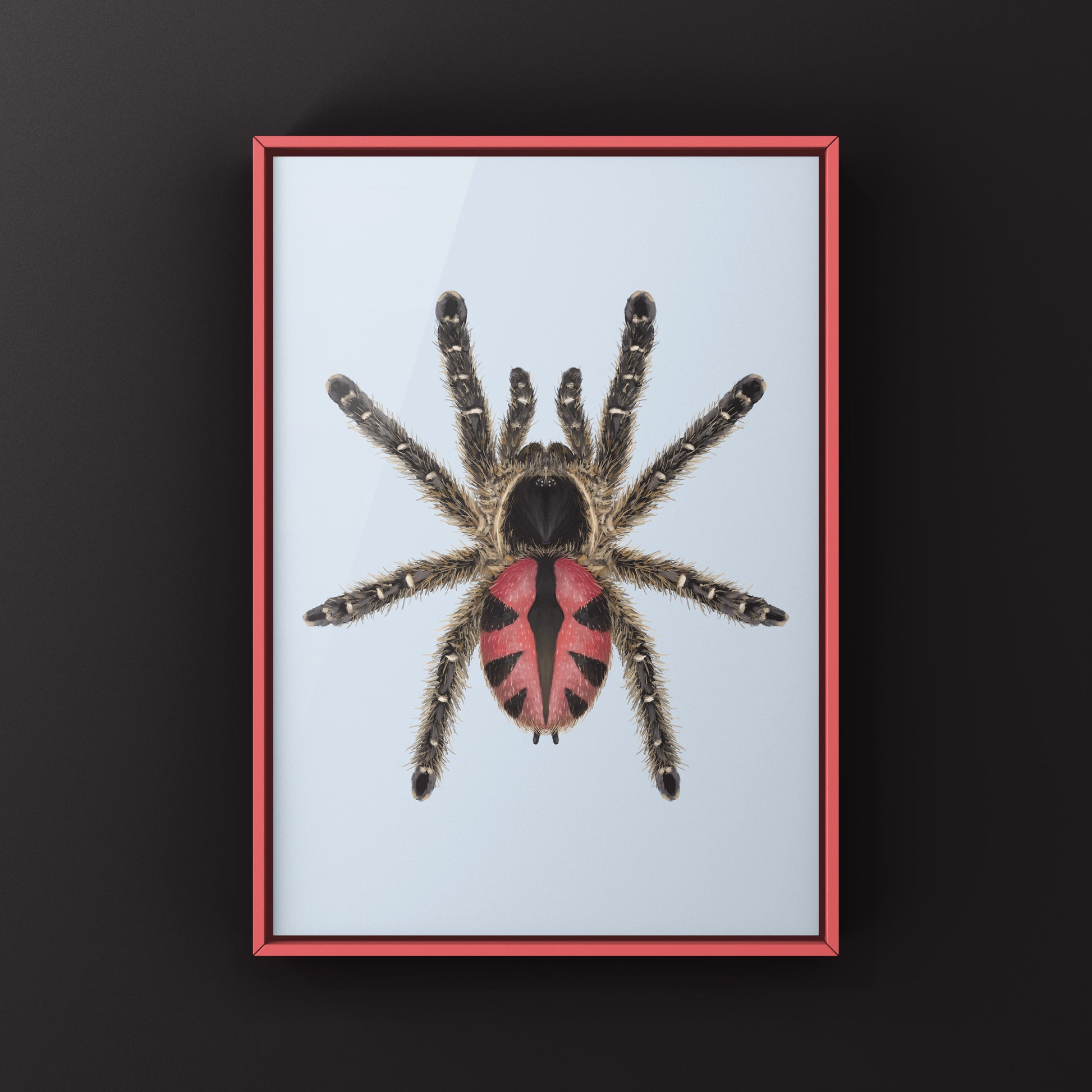 Paraiba Jewel Tarantula, Typhochlaena Curumim, Photographic Art Print from The Silk Ranch