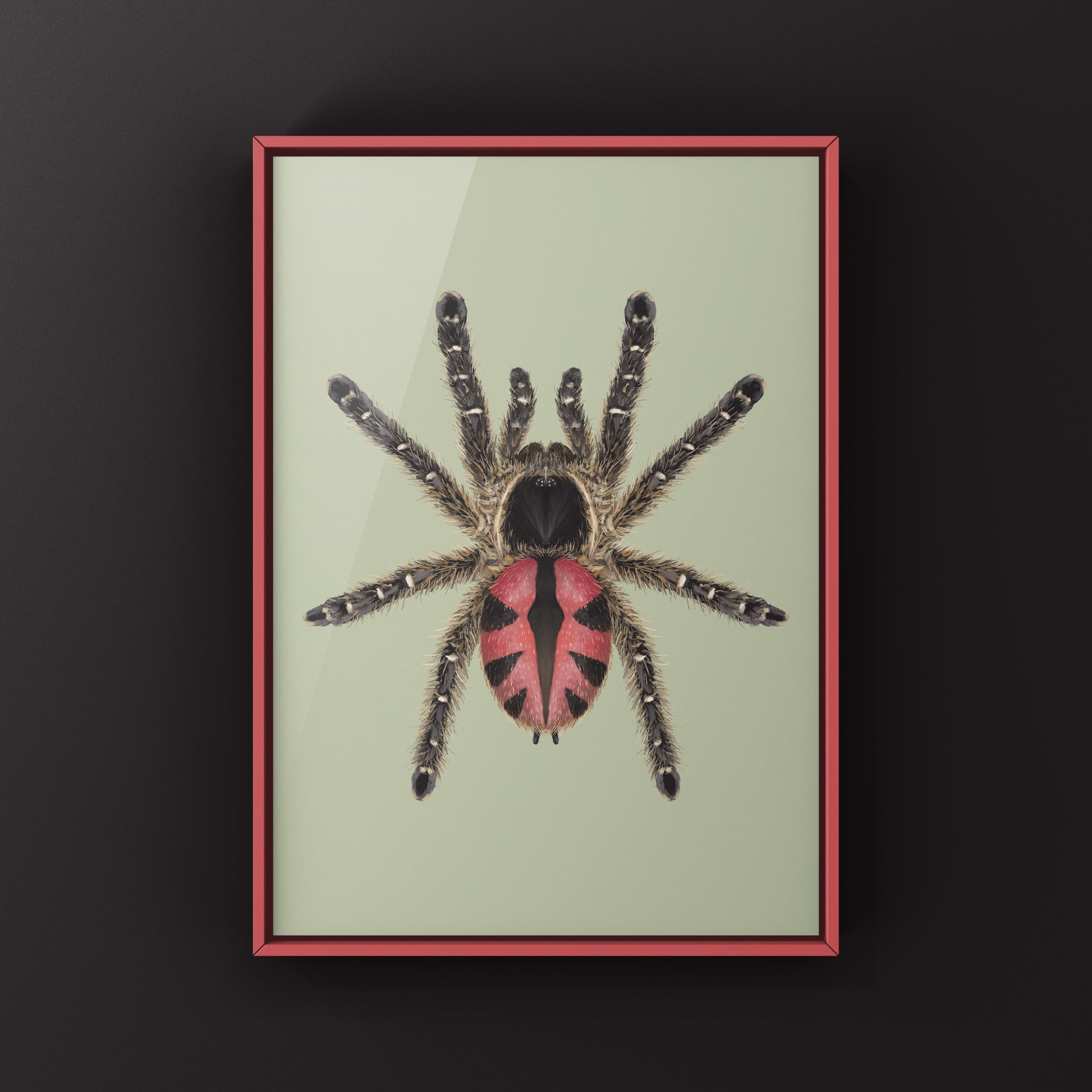 Paraiba Jewel Tarantula, Typhochlaena Curumim, Photographic Art Print from The Silk Ranch