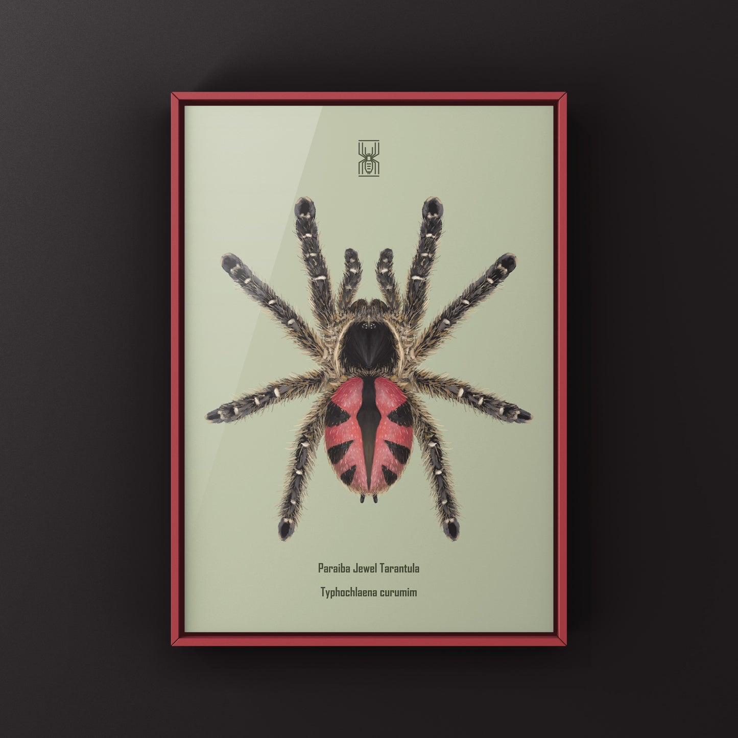 Paraiba Jewel Tarantula, Typhochlaena Curumim, Photographic Art Print from The Silk Ranch