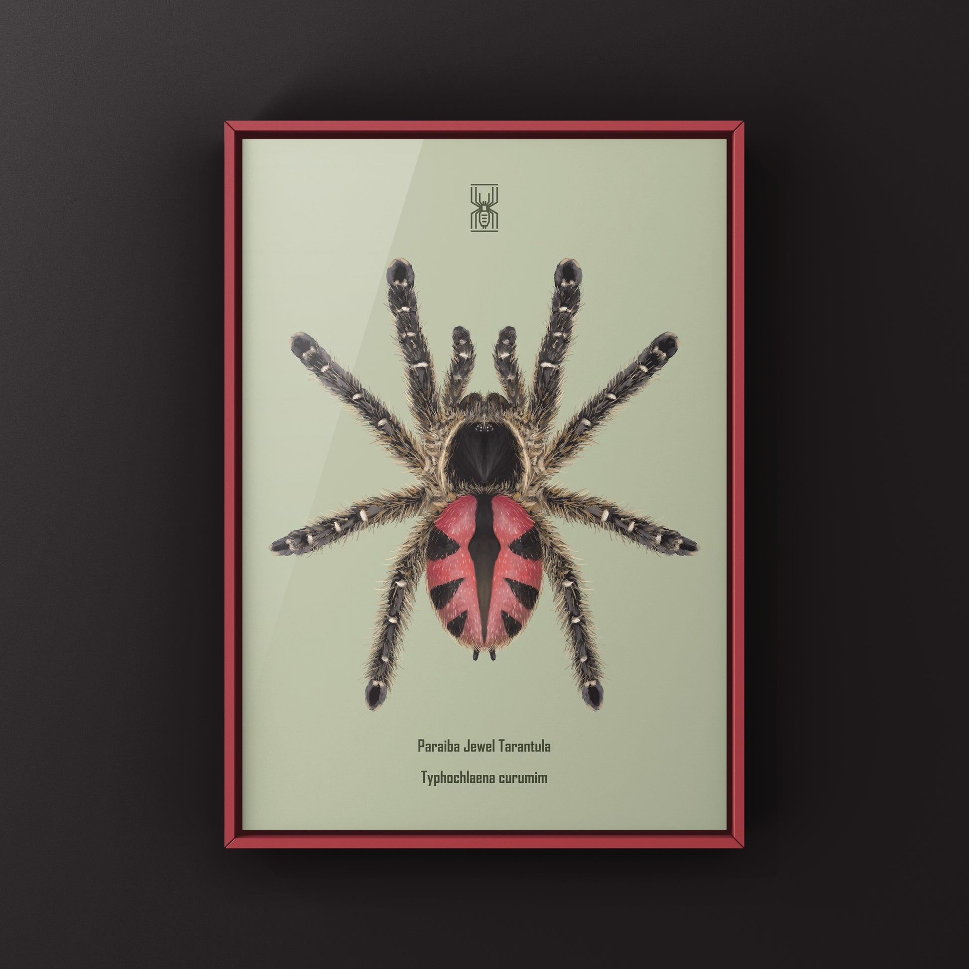 Paraiba Jewel Tarantula, Typhochlaena Curumim, Photographic Art Print from The Silk Ranch