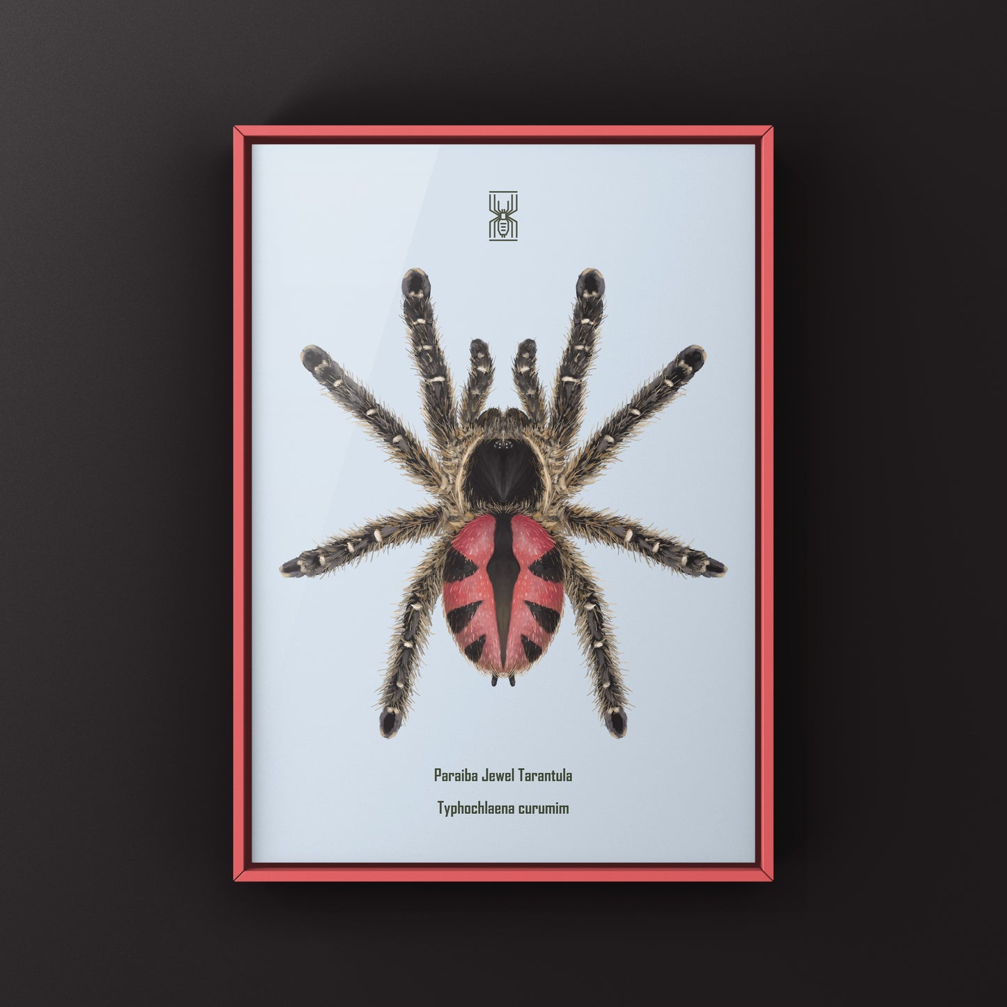 Paraiba Jewel Tarantula, Typhochlaena Curumim, Photographic Art Print from The Silk Ranch