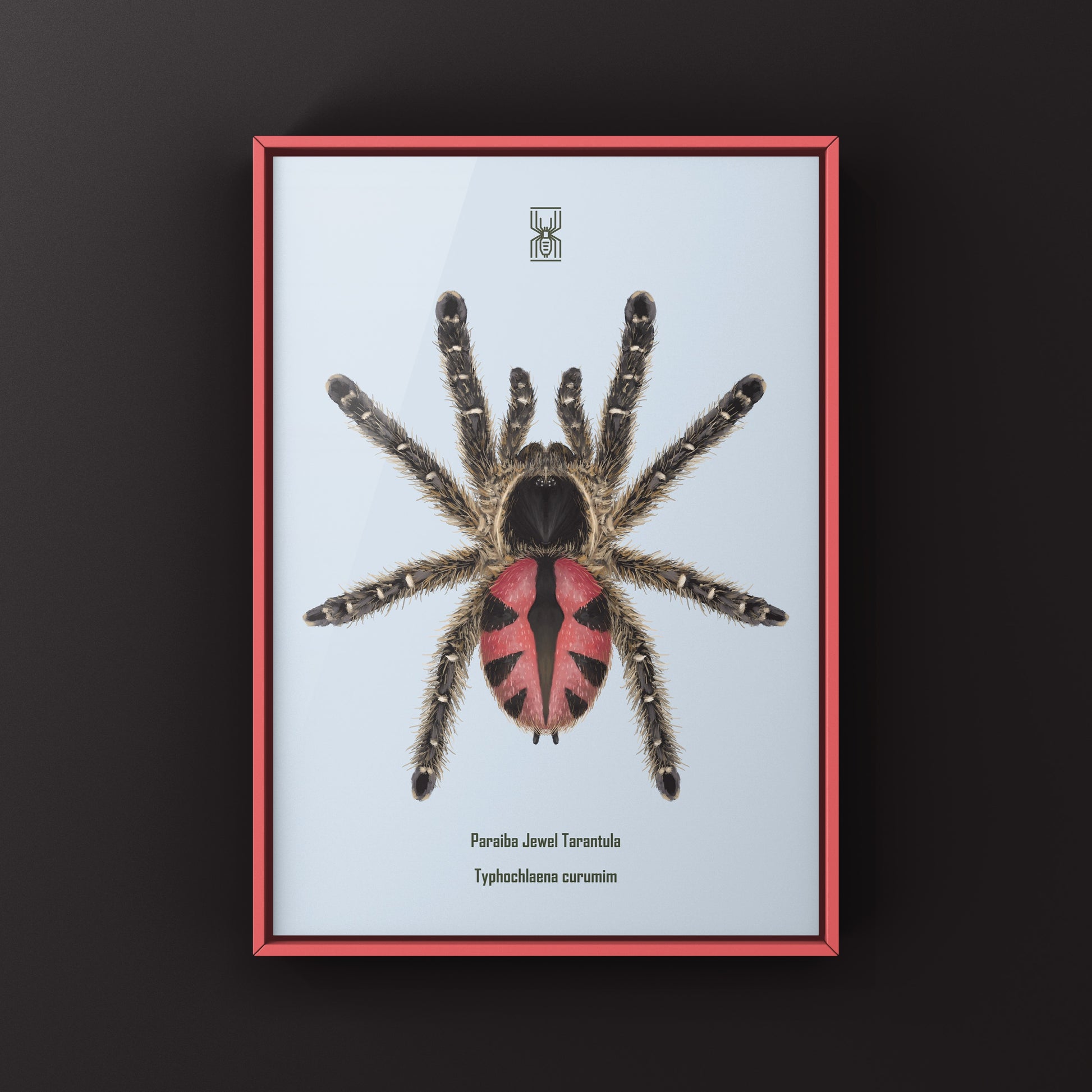 Paraiba Jewel Tarantula, Typhochlaena Curumim, Photographic Art Print from The Silk Ranch