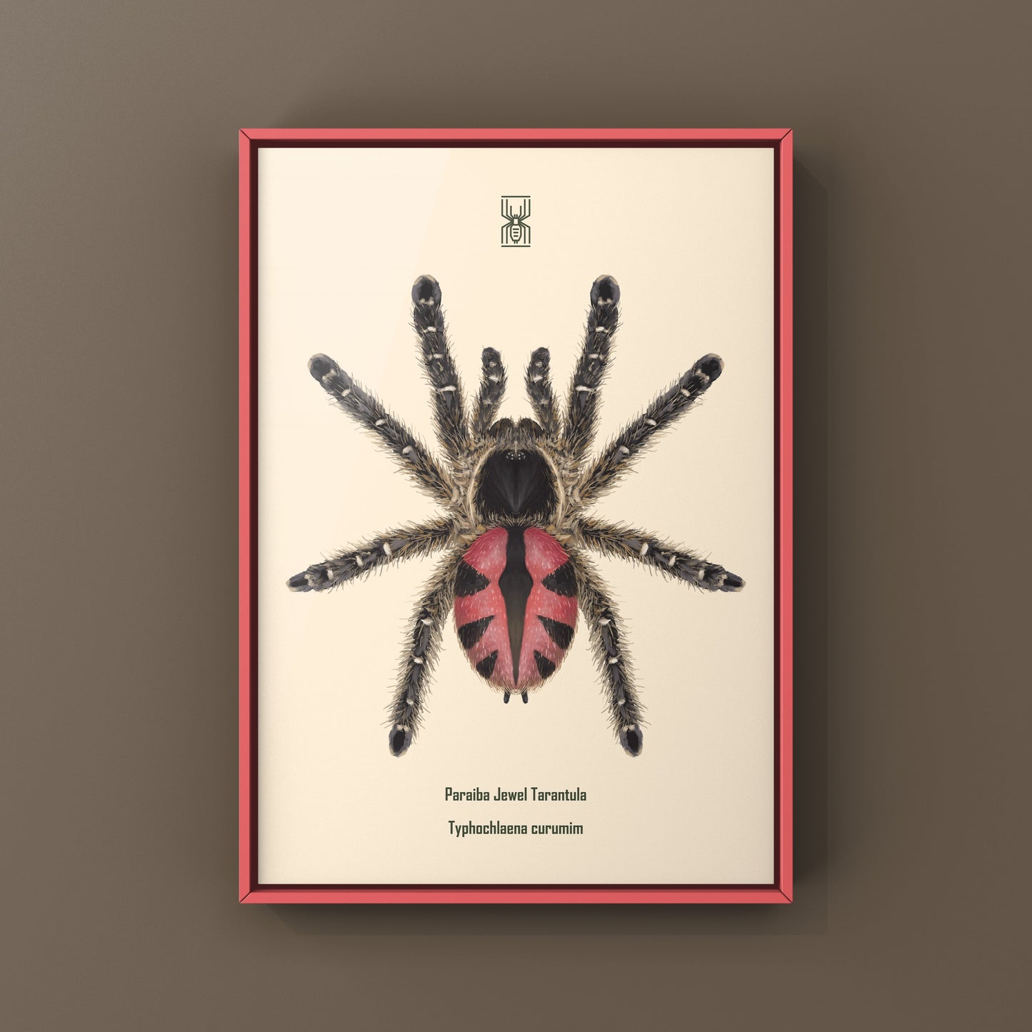 Paraiba Jewel Tarantula, Typhochlaena Curumim, Photographic Art Print from The Silk Ranch