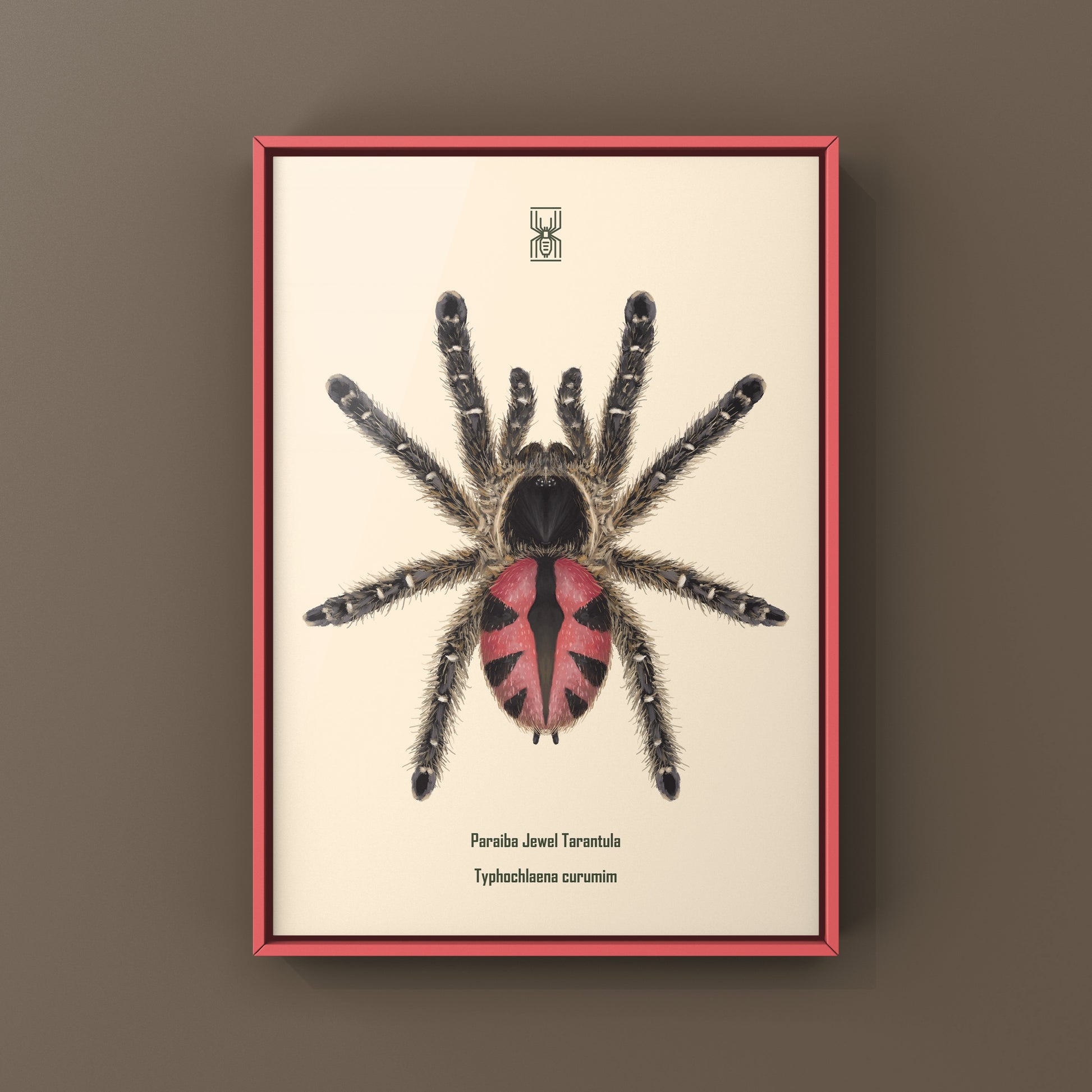 Paraiba Jewel Tarantula, Typhochlaena Curumim, Photographic Art Print from The Silk Ranch
