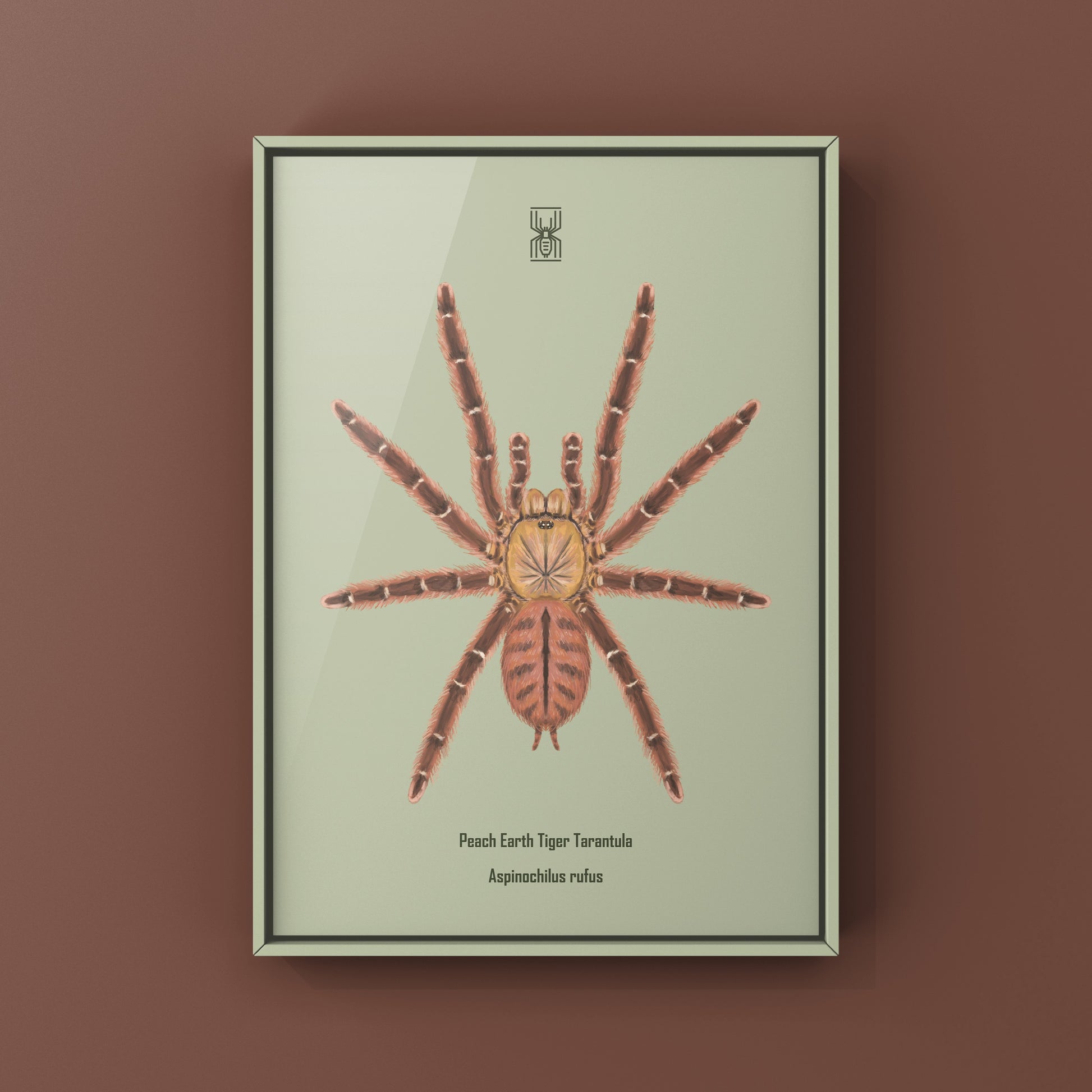 Peach Earth Tiger Tarantula, Aspinochilus Rufus, Photographic Art Print from The Silk Ranch