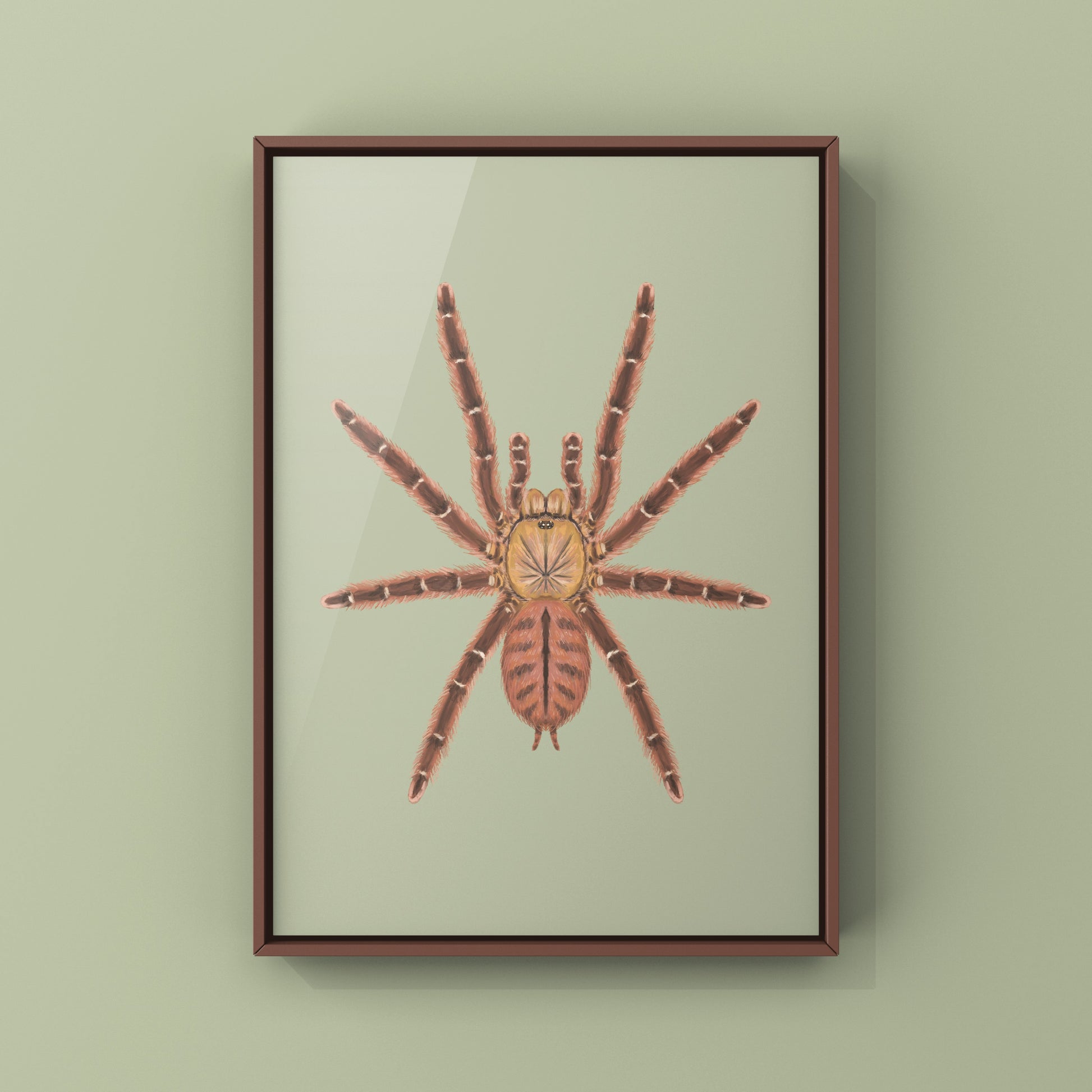 Peach Earth Tiger Tarantula, Aspinochilus Rufus, Photographic Art Print from The Silk Ranch