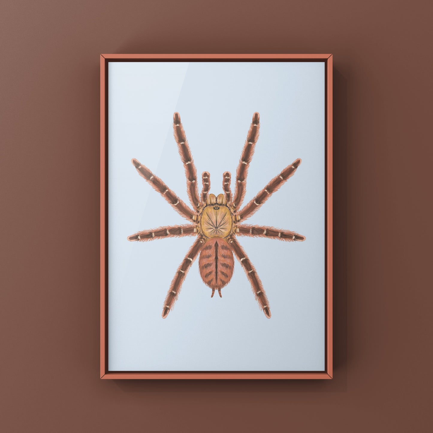 Peach Earth Tiger Tarantula, Aspinochilus Rufus, Photographic Art Print from The Silk Ranch