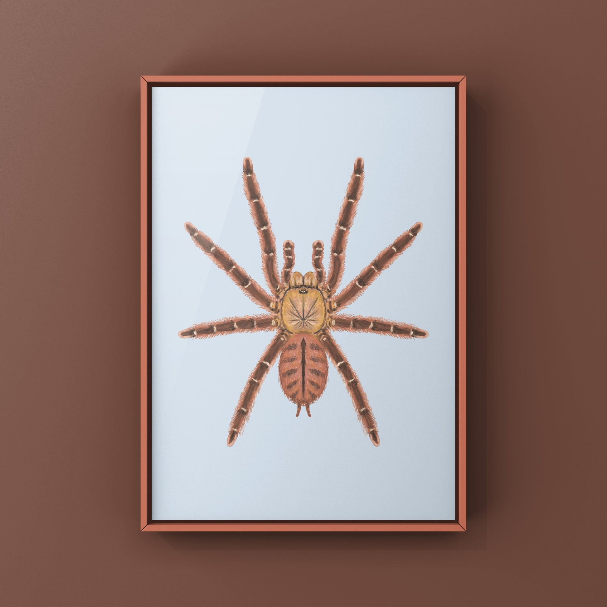 Peach Earth Tiger Tarantula, Aspinochilus Rufus, Photographic Art Print from The Silk Ranch