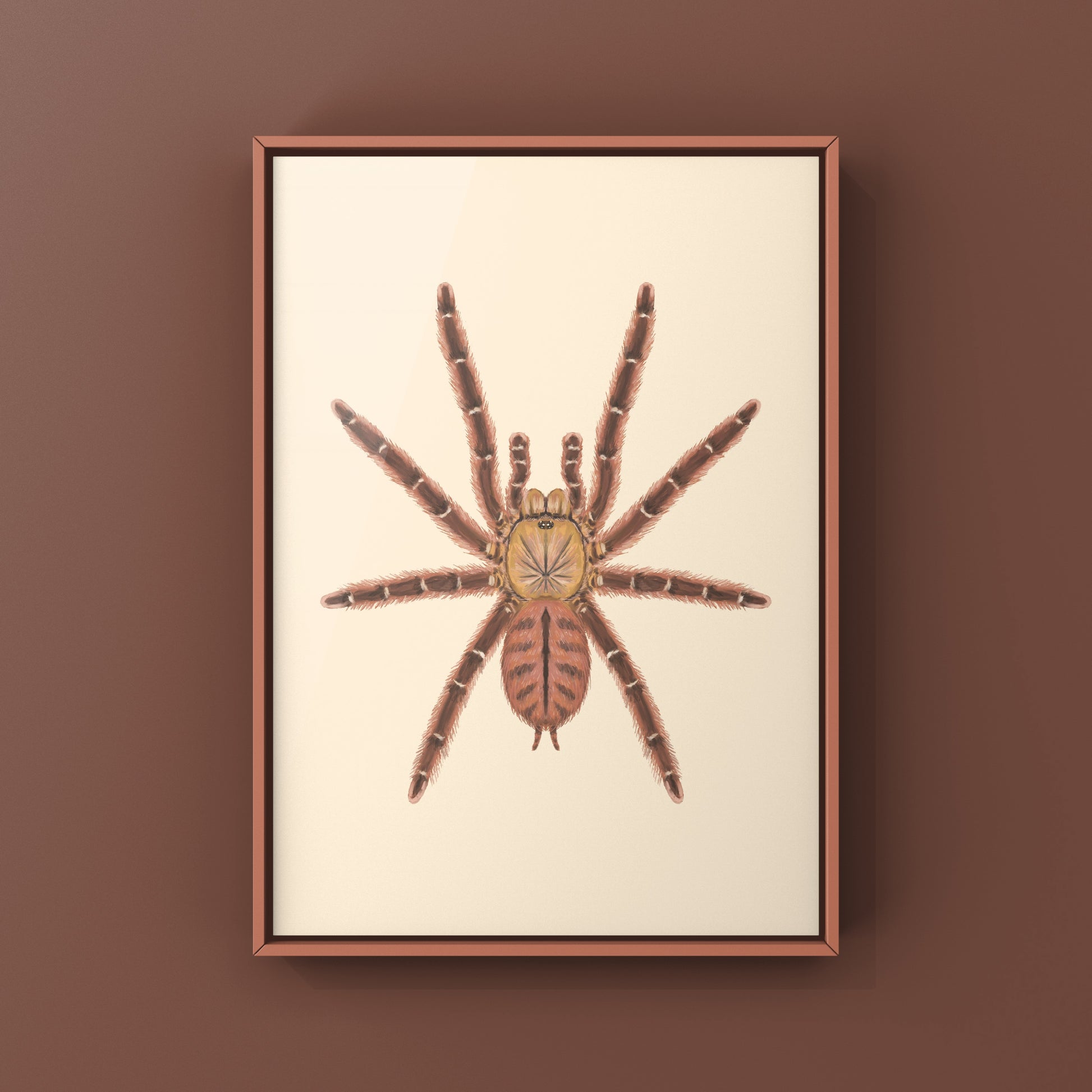 Peach Earth Tiger Tarantula, Aspinochilus Rufus, Photographic Art Print from The Silk Ranch