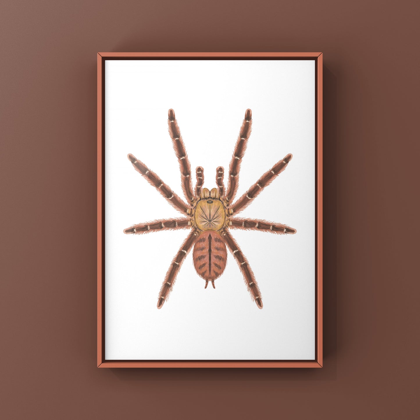 Peach Earth Tiger Tarantula, Aspinochilus Rufus, Photographic Art Print from The Silk Ranch