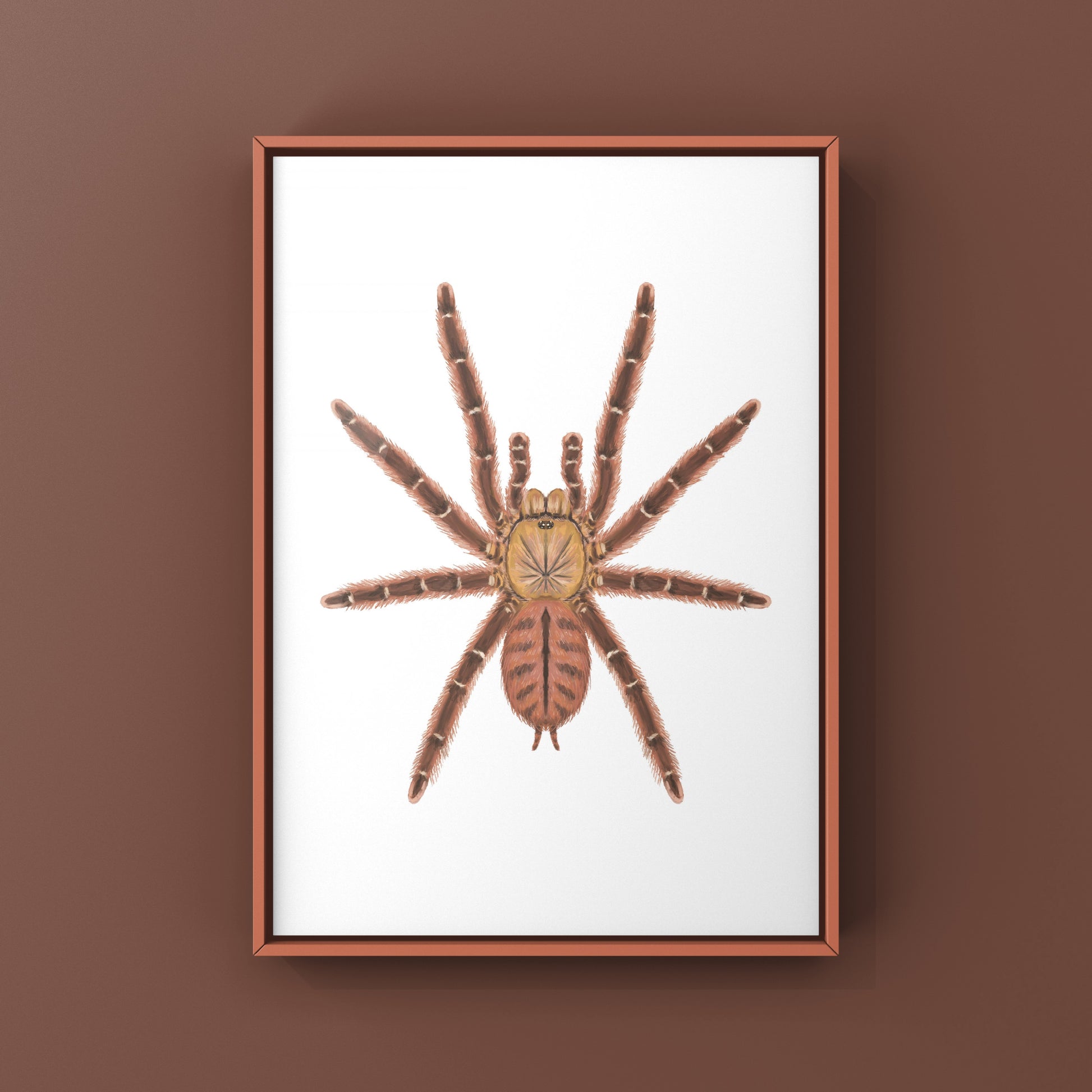 Peach Earth Tiger Tarantula, Aspinochilus Rufus, Photographic Art Print from The Silk Ranch