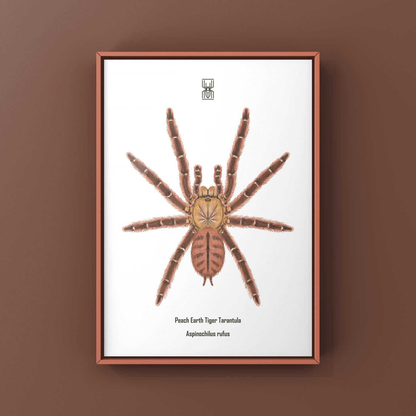 Peach Earth Tiger Tarantula, Aspinochilus Rufus, Photographic Art Print from The Silk Ranch