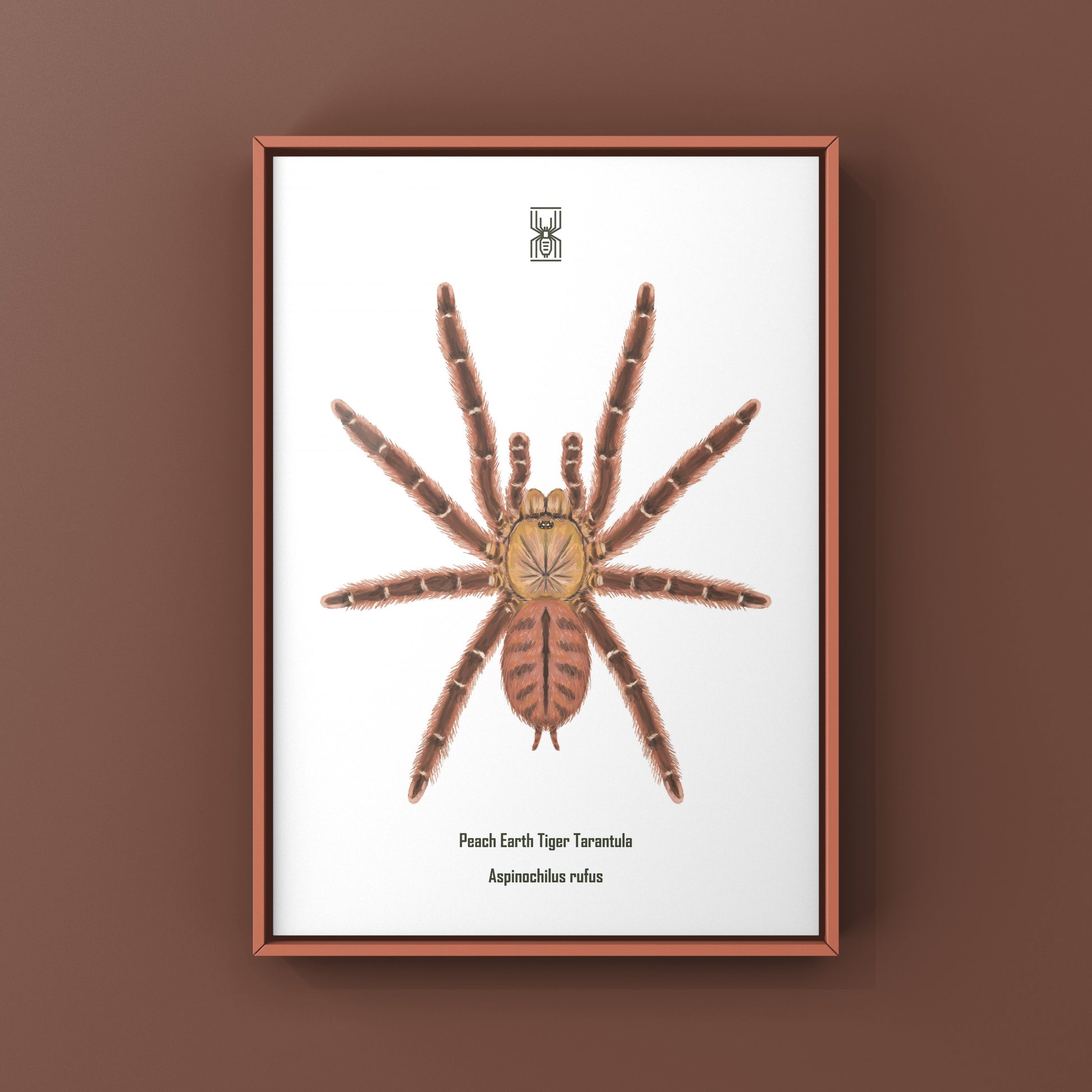 Peach Earth Tiger Tarantula, Aspinochilus Rufus, Photographic Art Print from The Silk Ranch