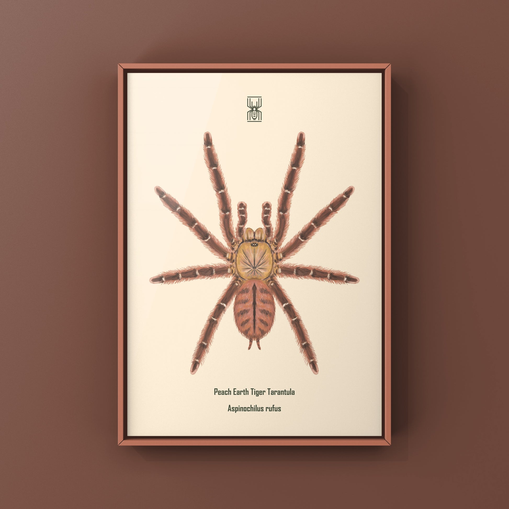 Peach Earth Tiger Tarantula, Aspinochilus Rufus, Photographic Art Print from The Silk Ranch