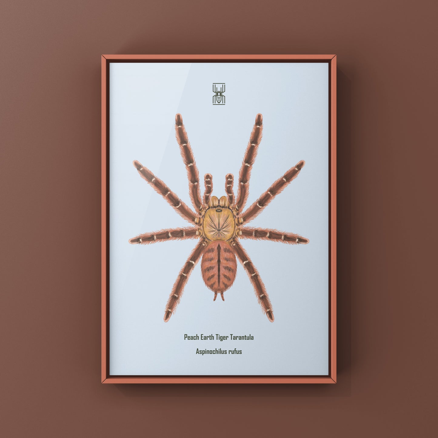 Peach Earth Tiger Tarantula, Aspinochilus Rufus, Photographic Art Print from The Silk Ranch