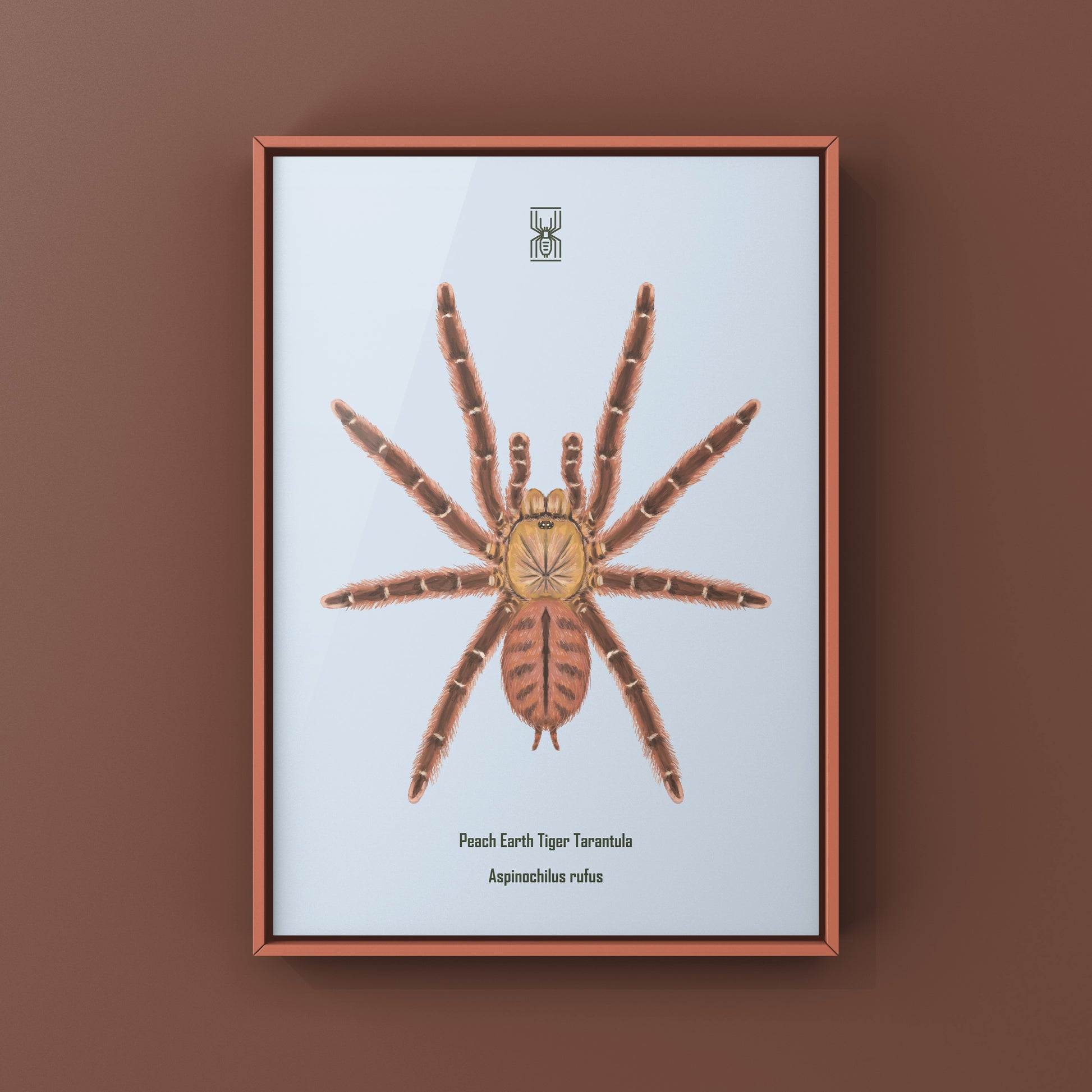 Peach Earth Tiger Tarantula, Aspinochilus Rufus, Photographic Art Print from The Silk Ranch