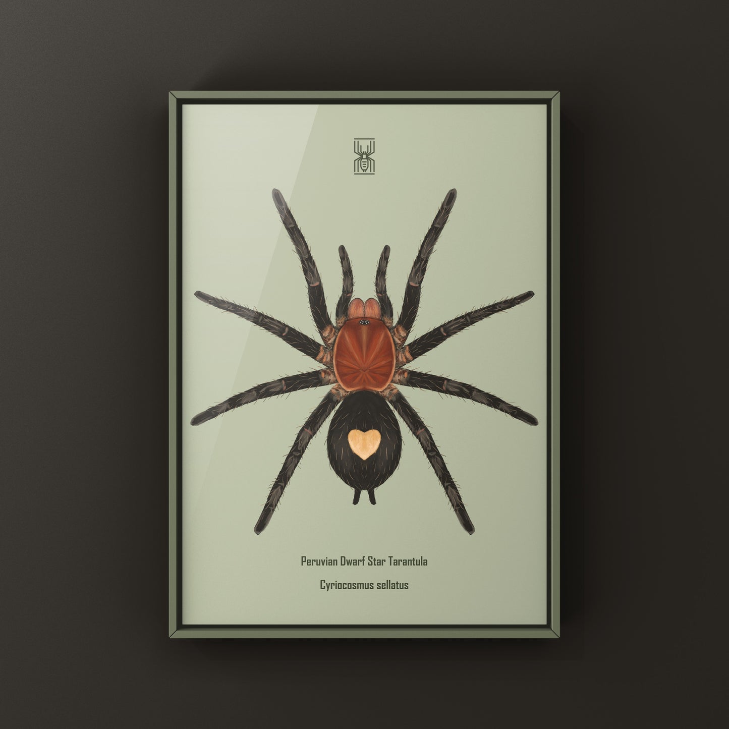 Peruvian Dwarf Star Tarantula, Cyriocosmus Sellatus, Photographic Art Print from The Silk Ranch