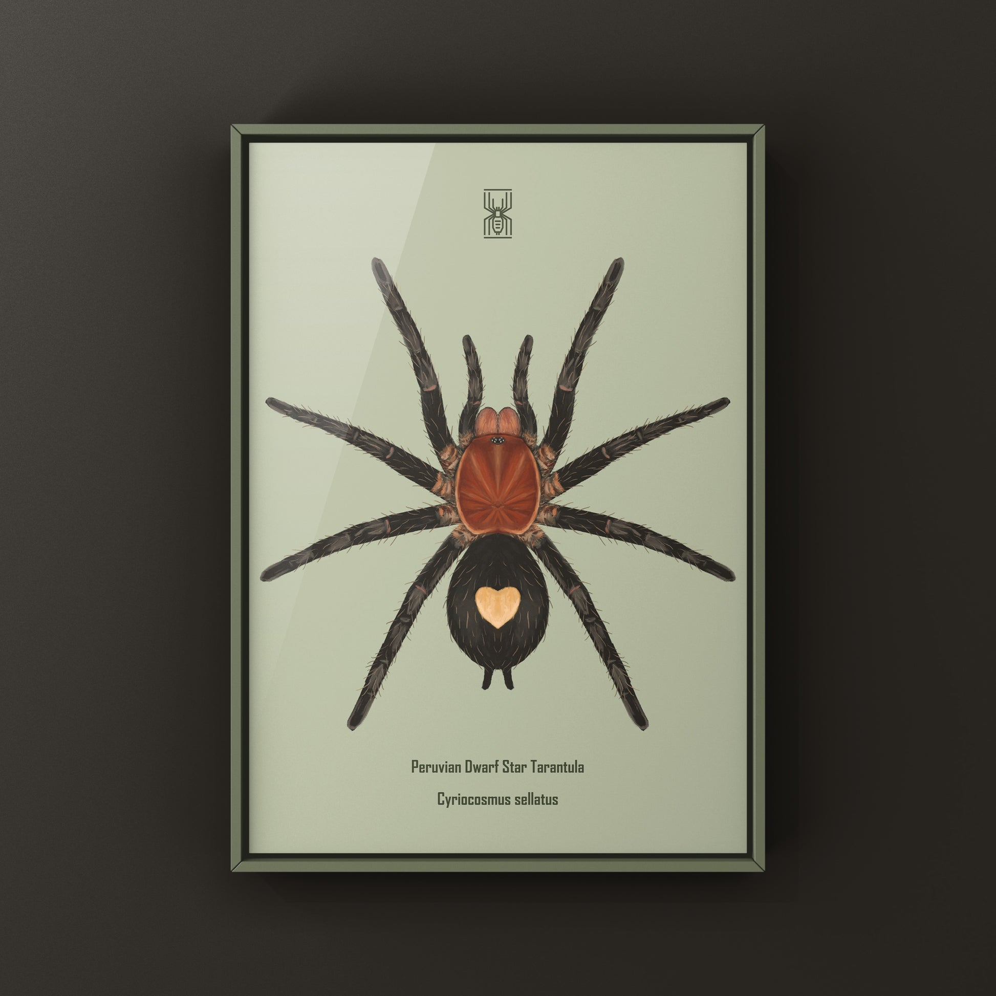 Peruvian Dwarf Star Tarantula, Cyriocosmus Sellatus, Photographic Art Print from The Silk Ranch