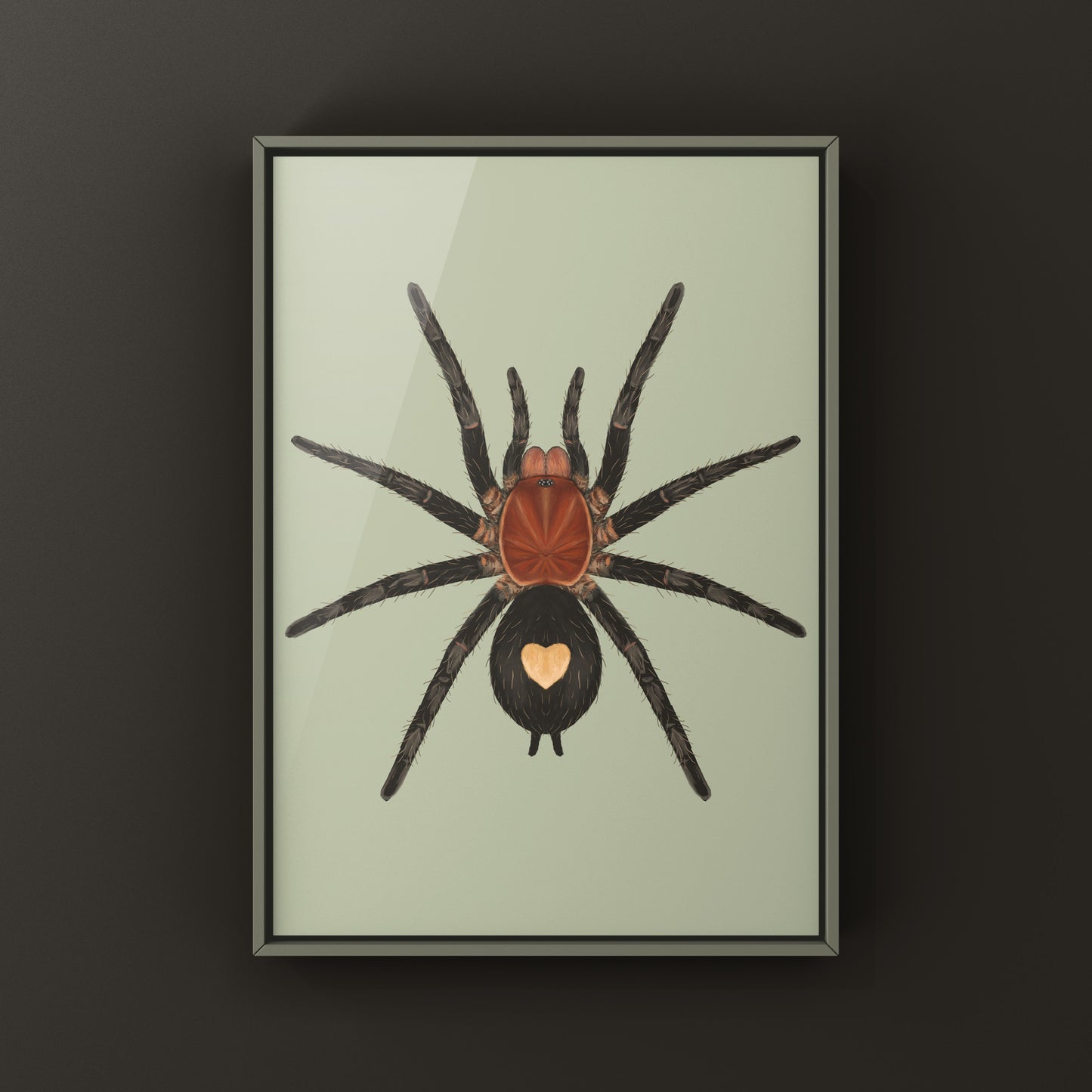 Peruvian Dwarf Star Tarantula, Cyriocosmus Sellatus, Photographic Art Print from The Silk Ranch
