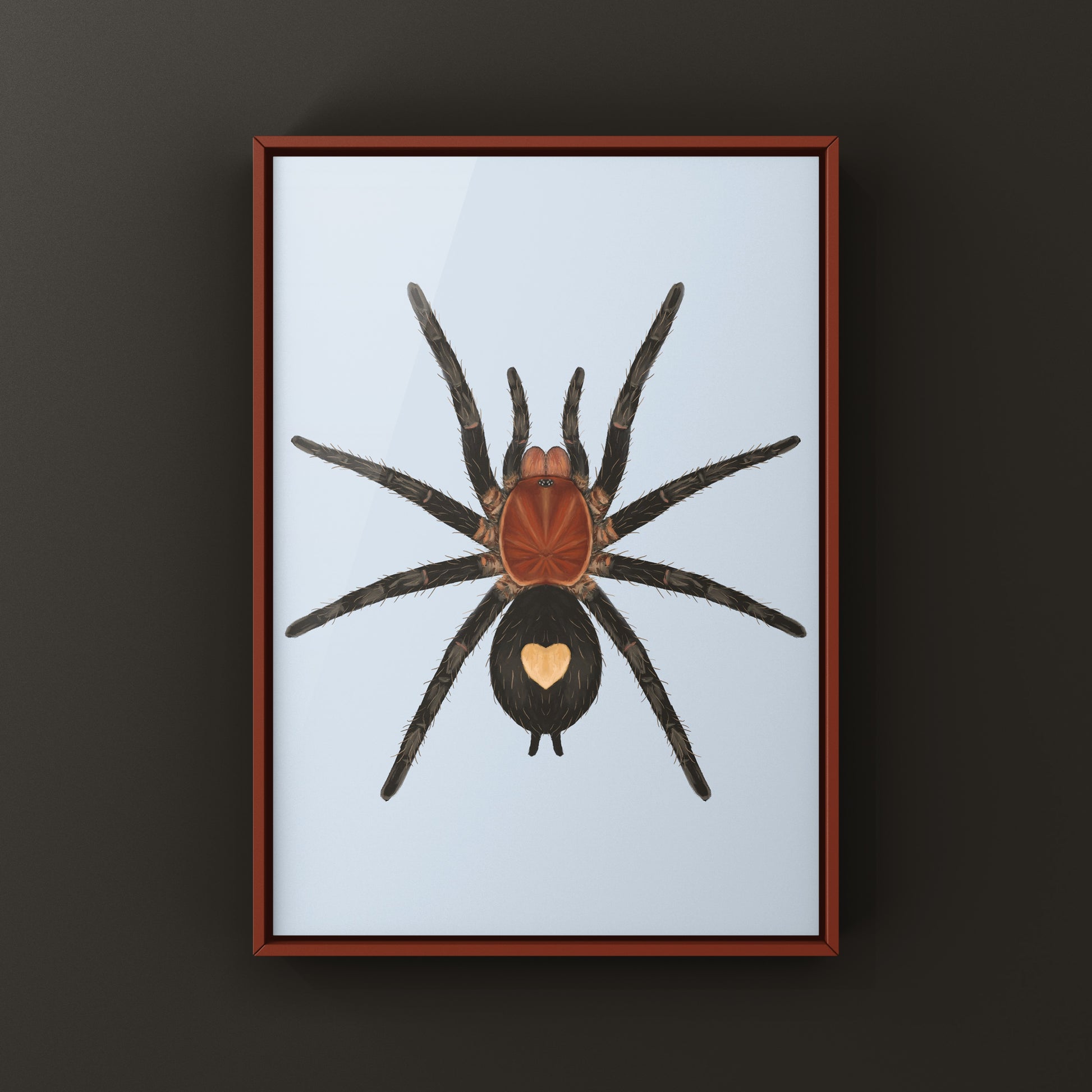 Peruvian Dwarf Star Tarantula, Cyriocosmus Sellatus, Photographic Art Print from The Silk Ranch