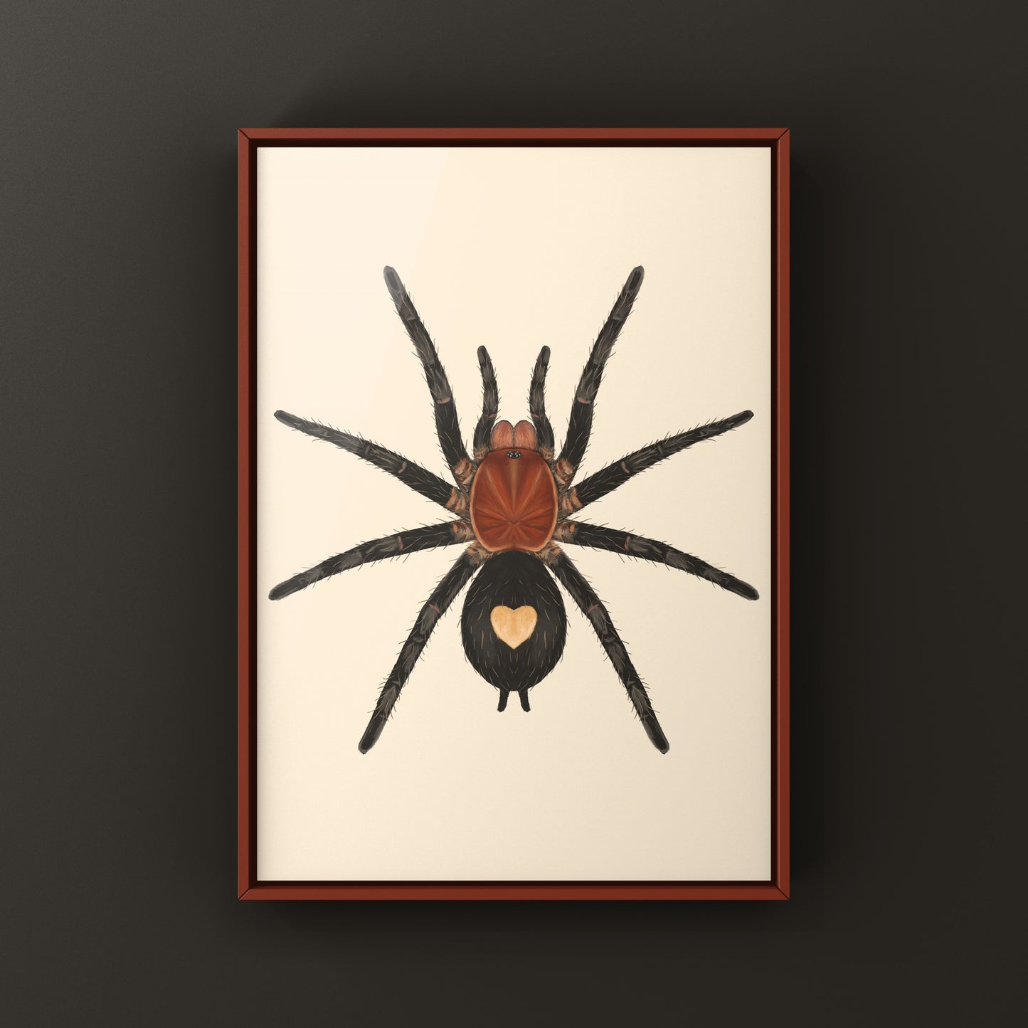 Peruvian Dwarf Star Tarantula, Cyriocosmus Sellatus, Photographic Art Print from The Silk Ranch