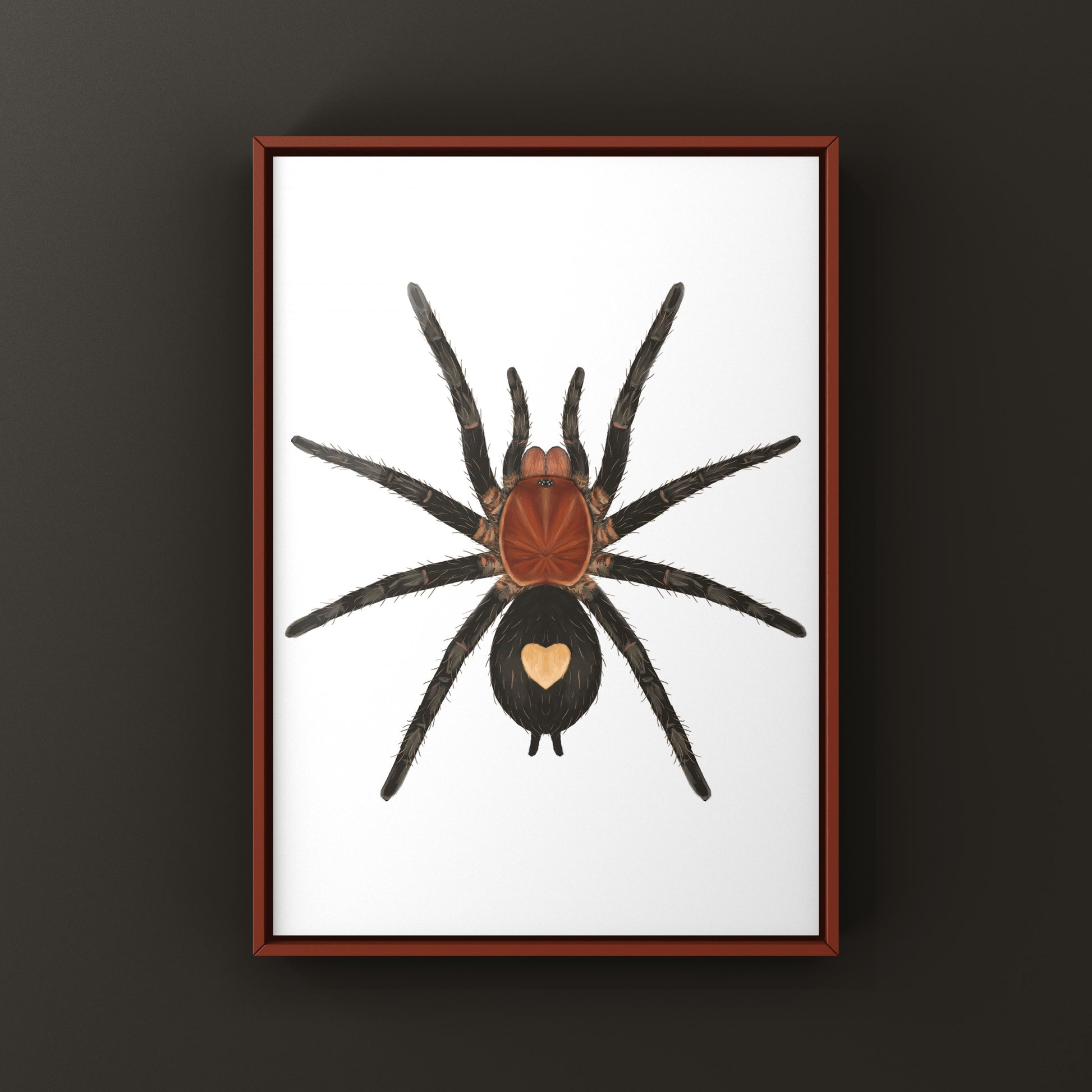 Peruvian Dwarf Star Tarantula, Cyriocosmus Sellatus, Photographic Art Print from The Silk Ranch