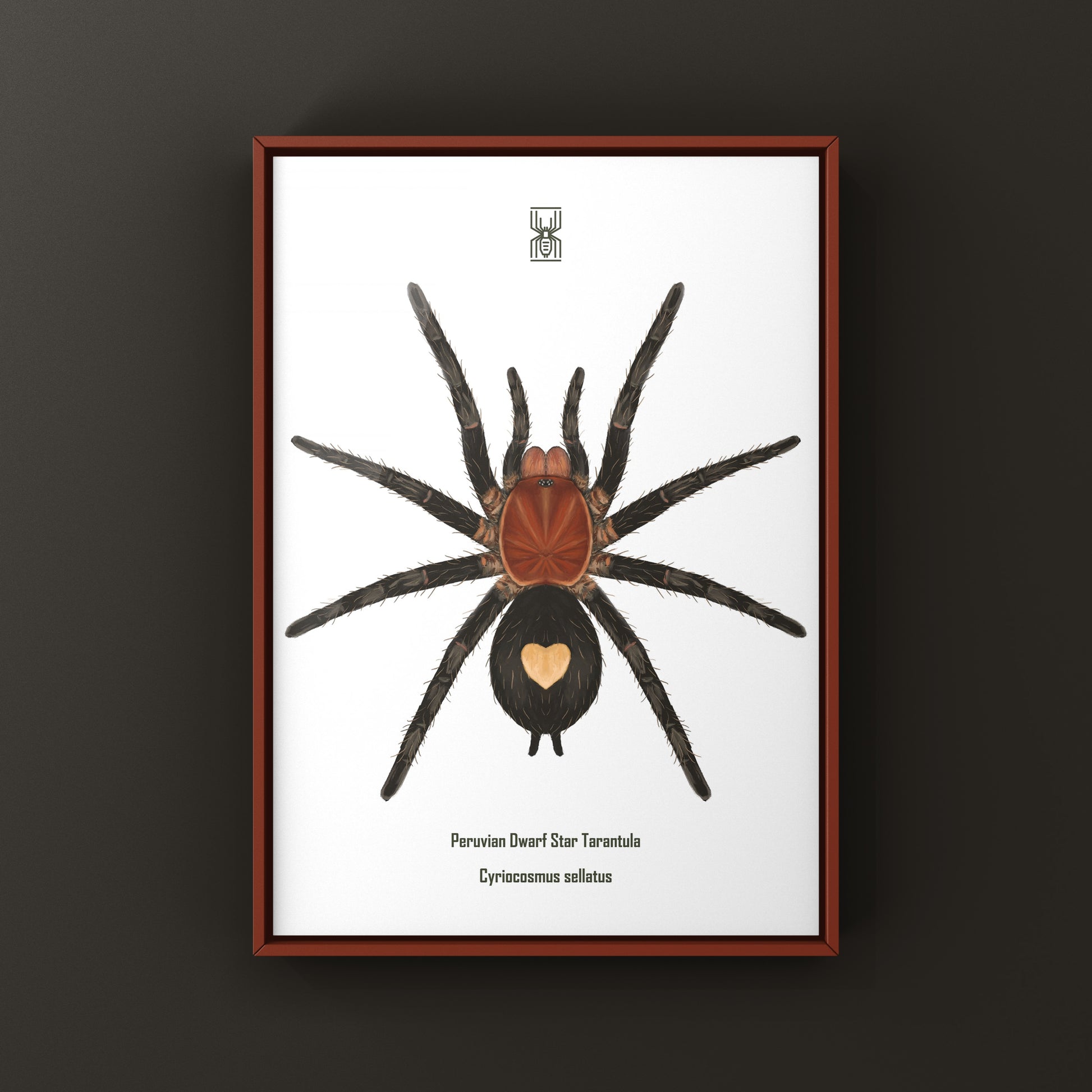 Peruvian Dwarf Star Tarantula, Cyriocosmus Sellatus, Photographic Art Print from The Silk Ranch