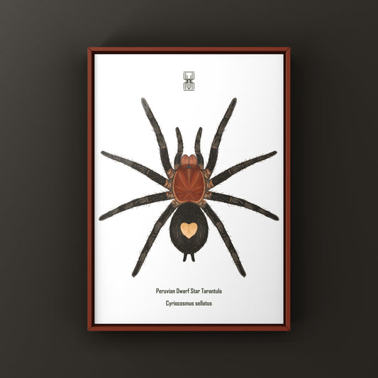 Peruvian Dwarf Star Tarantula, Cyriocosmus Sellatus, Photographic Art Print from The Silk Ranch