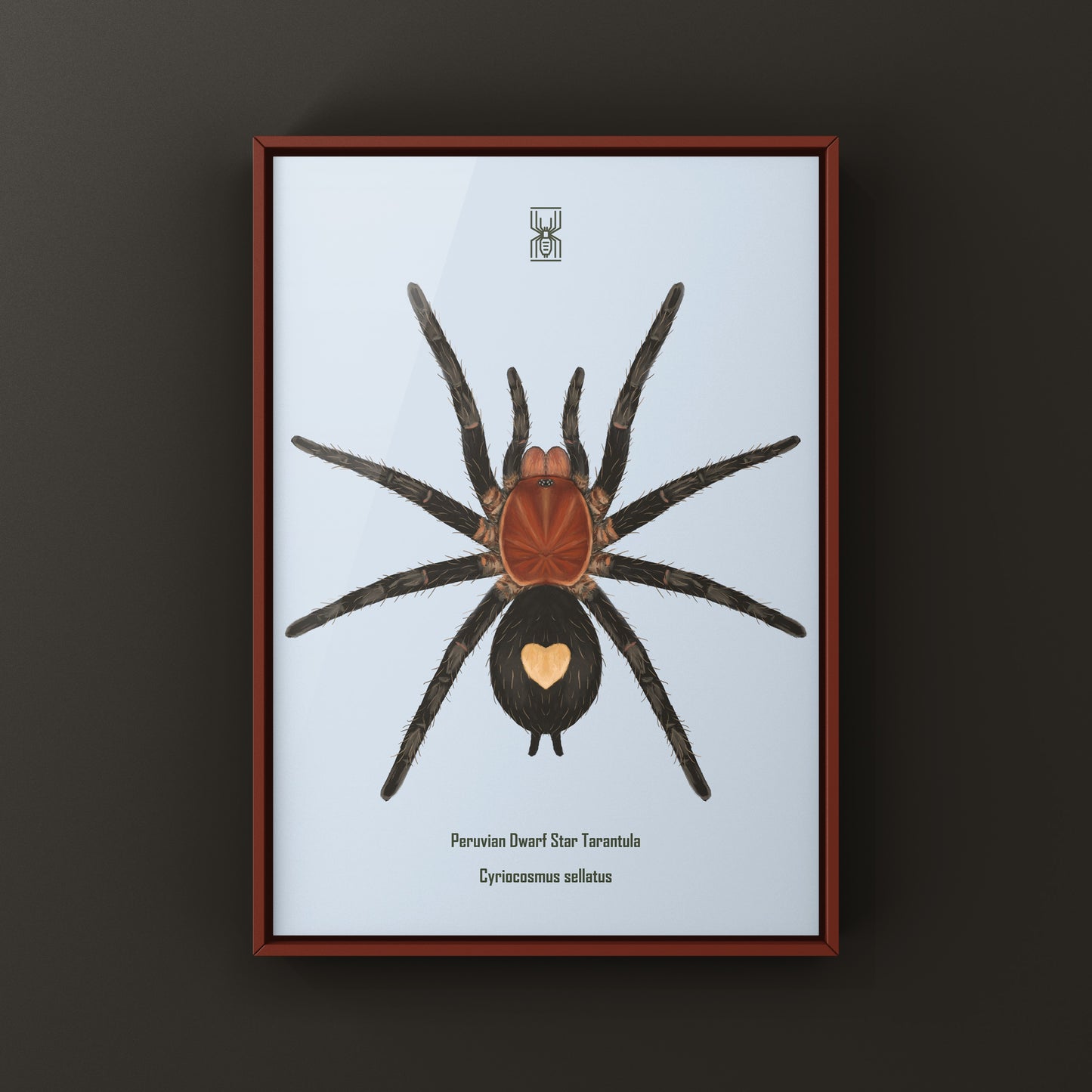 Peruvian Dwarf Star Tarantula, Cyriocosmus Sellatus, Photographic Art Print from The Silk Ranch