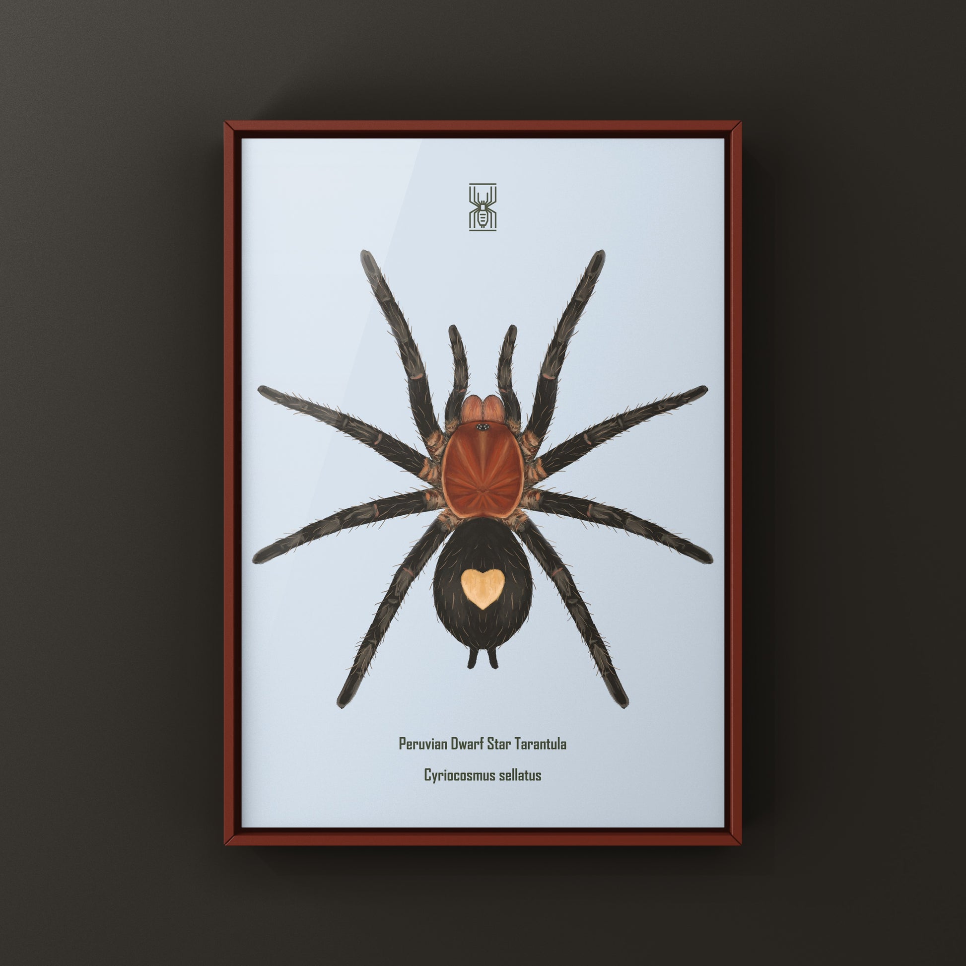 Peruvian Dwarf Star Tarantula, Cyriocosmus Sellatus, Photographic Art Print from The Silk Ranch