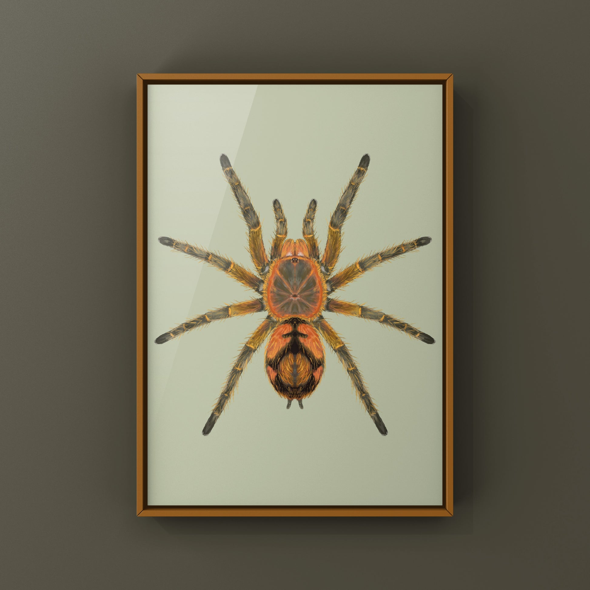 Peruvian Firecracker Tarantula, Urupelma sp. Mishana, Photographic Art Print from The Silk Ranch