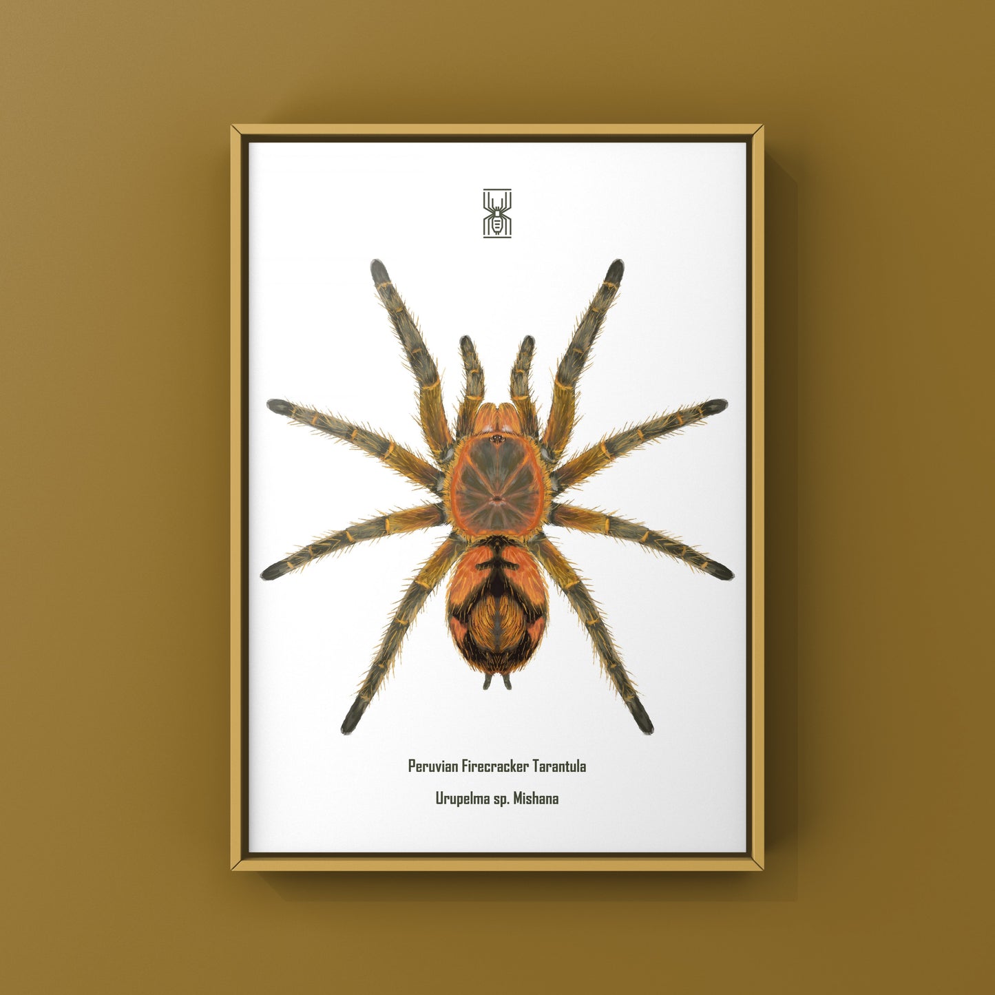 Peruvian Firecracker Tarantula, Urupelma sp. Mishana, Photographic Art Print from The Silk Ranch