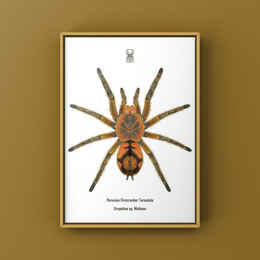 Peruvian Firecracker Tarantula, Urupelma sp. Mishana, Photographic Art Print from The Silk Ranch