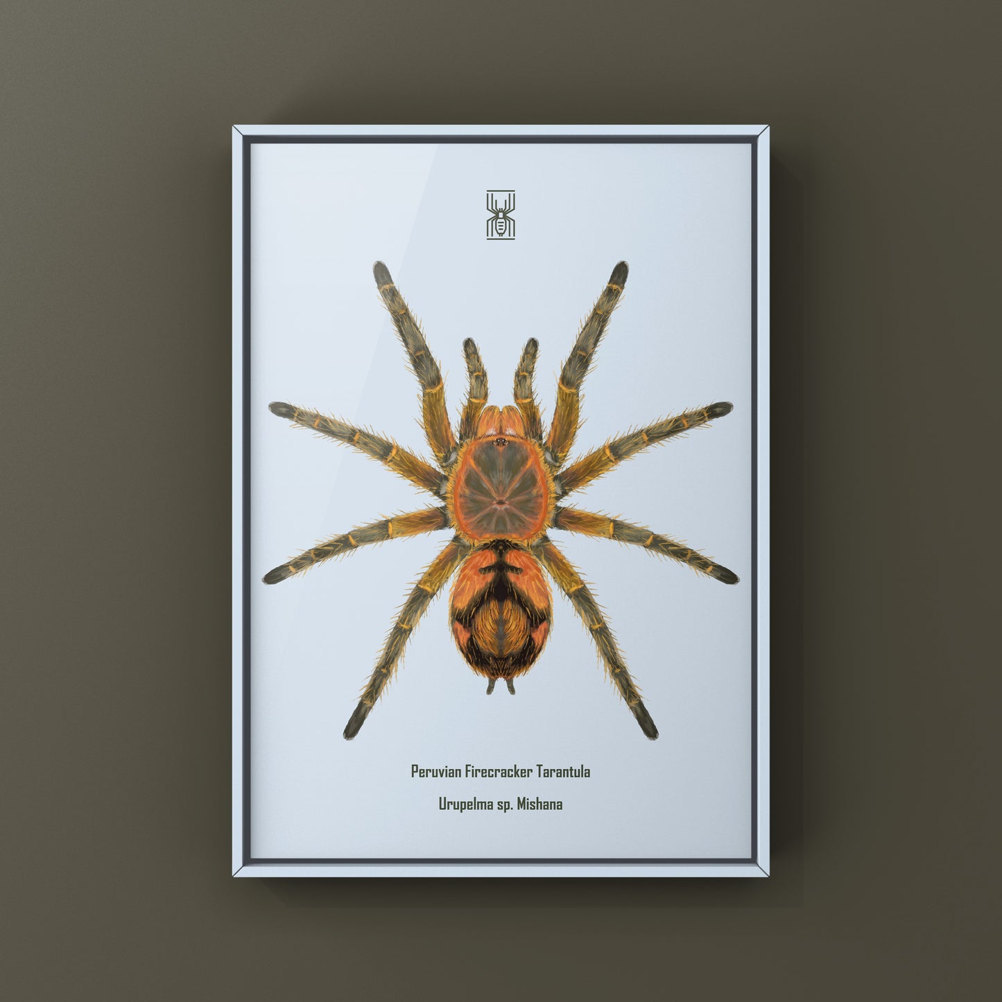 Peruvian Firecracker Tarantula, Urupelma sp. Mishana, Photographic Art Print from The Silk Ranch