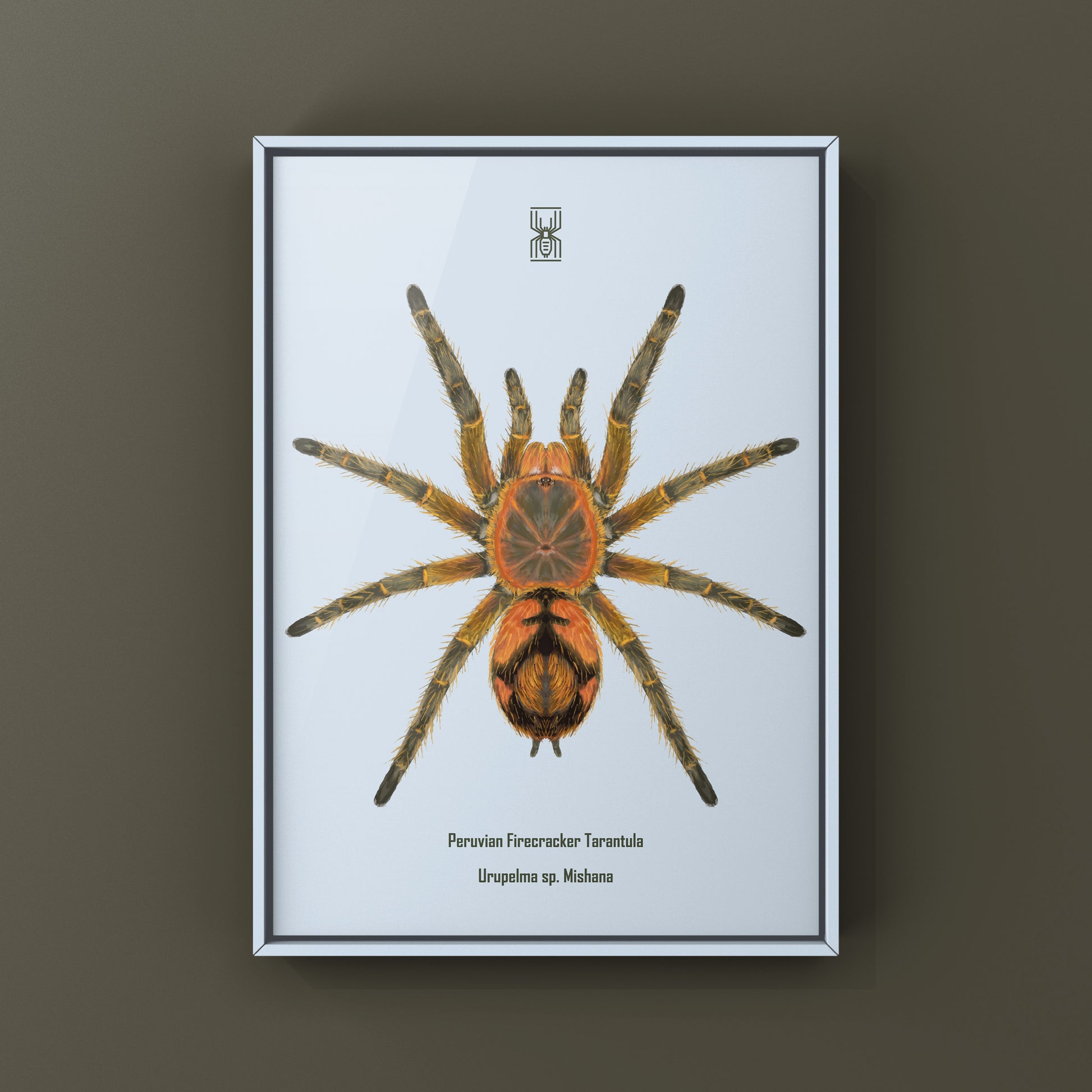 Peruvian Firecracker Tarantula, Urupelma sp. Mishana, Photographic Art Print from The Silk Ranch