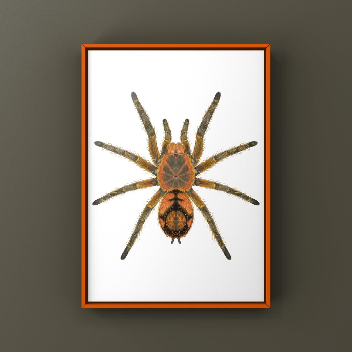 Peruvian Firecracker Tarantula, Urupelma sp. Mishana, Photographic Art Print from The Silk Ranch