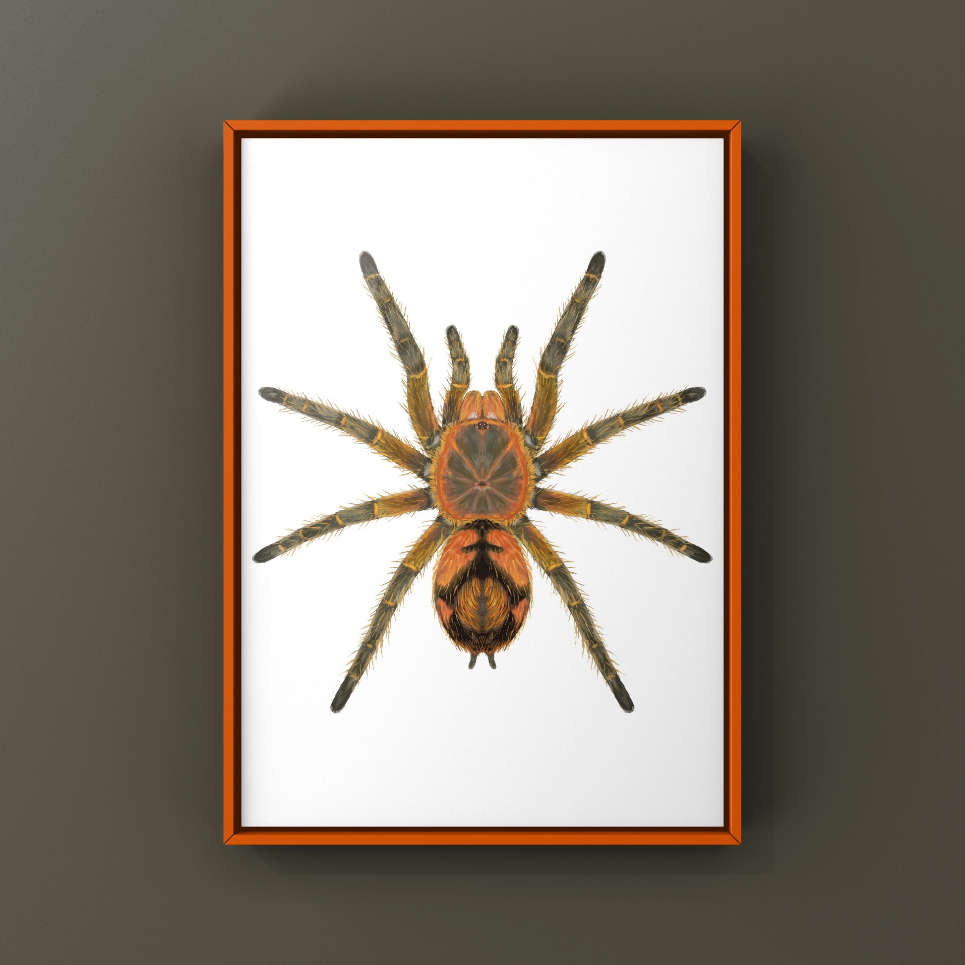 Peruvian Firecracker Tarantula, Urupelma sp. Mishana, Photographic Art Print from The Silk Ranch