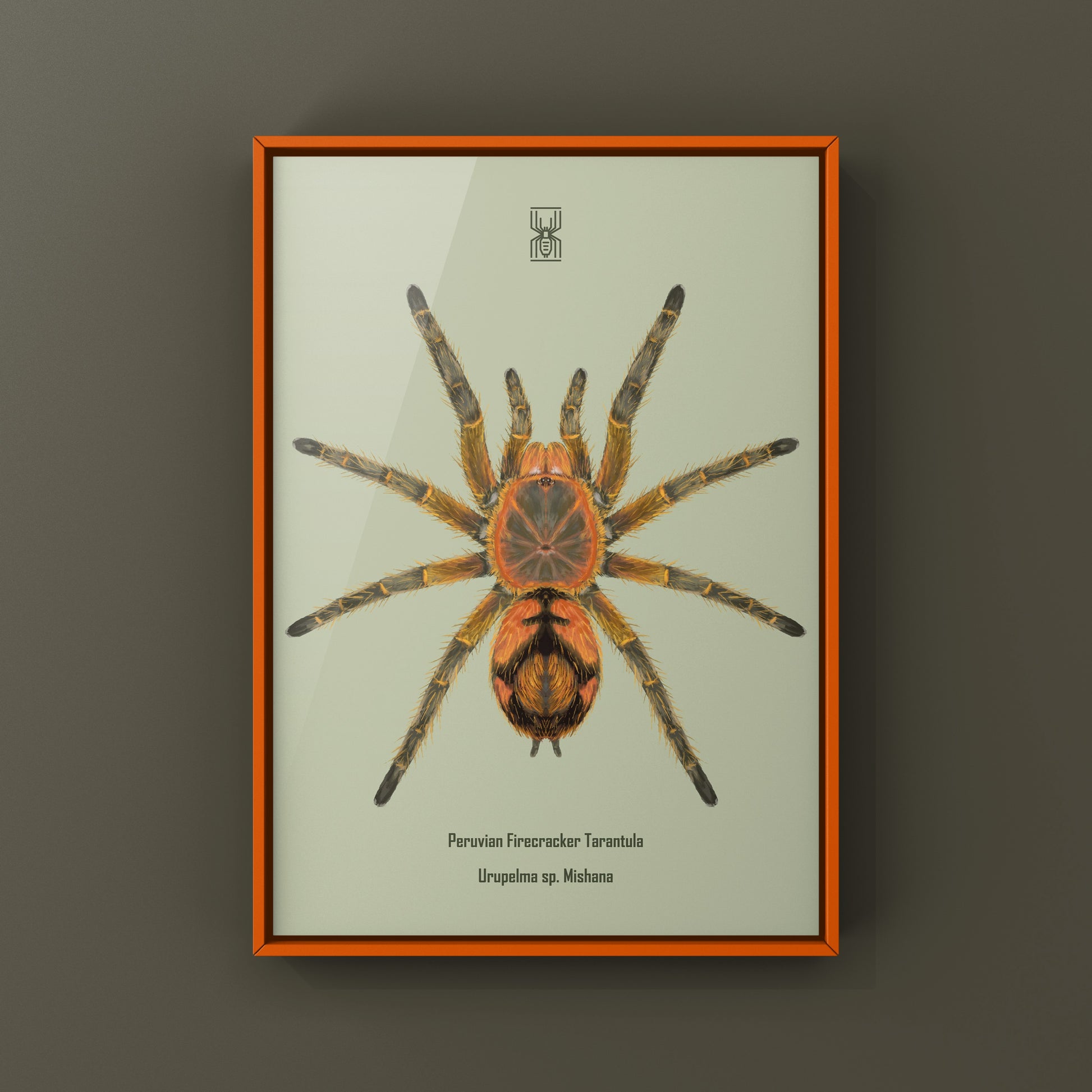 Peruvian Firecracker Tarantula, Urupelma sp. Mishana, Photographic Art Print from The Silk Ranch