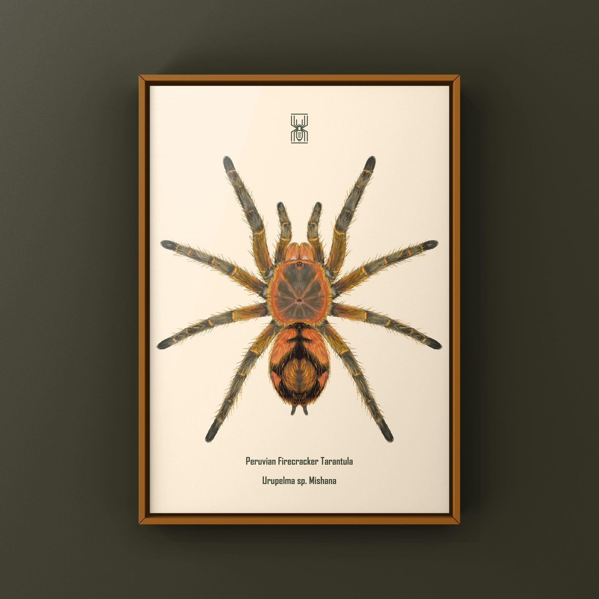 Peruvian Firecracker Tarantula, Urupelma sp. Mishana, Photographic Art Print from The Silk Ranch