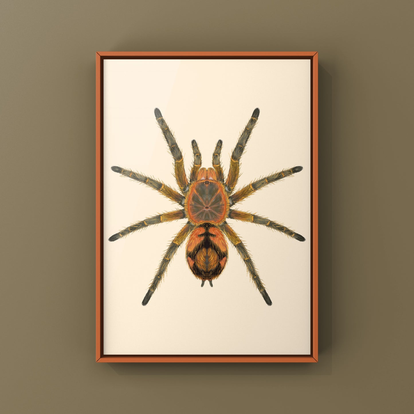 Peruvian Firecracker Tarantula, Urupelma sp. Mishana, Photographic Art Print from The Silk Ranch