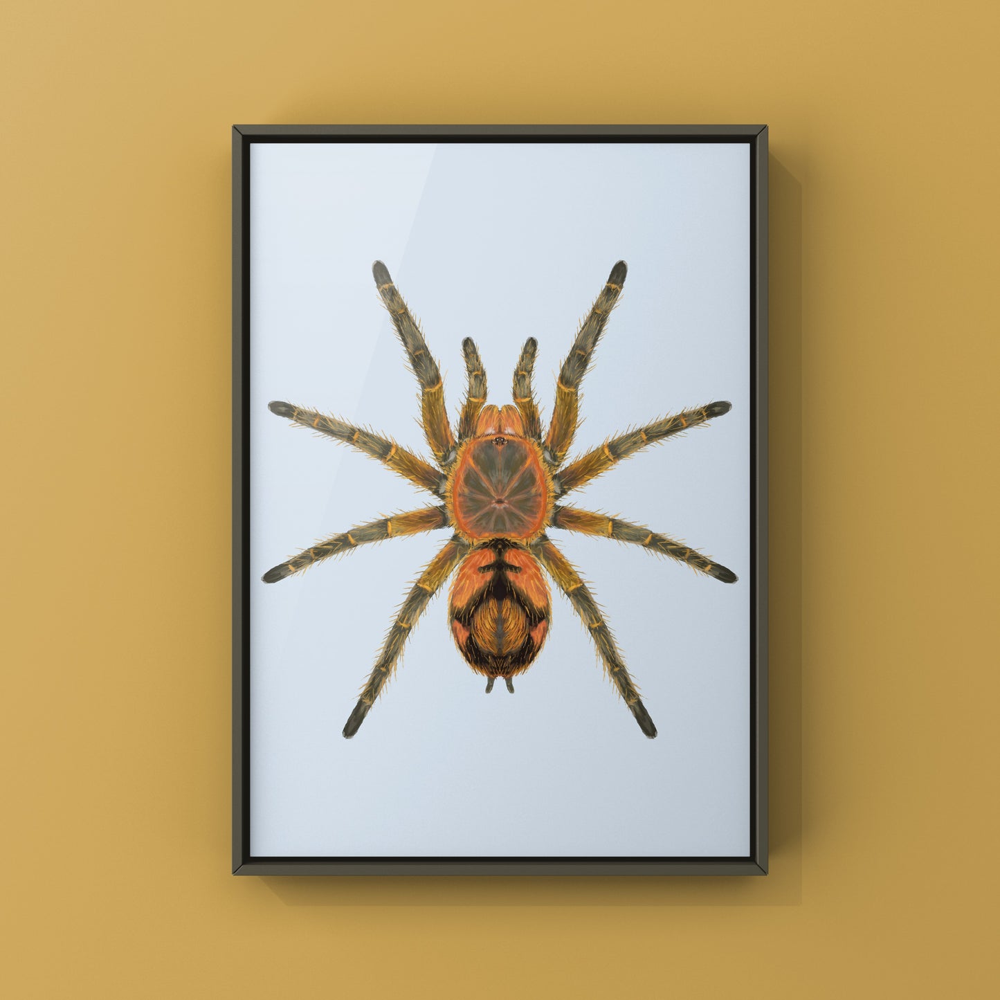 Peruvian Firecracker Tarantula, Urupelma sp. Mishana, Photographic Art Print from The Silk Ranch