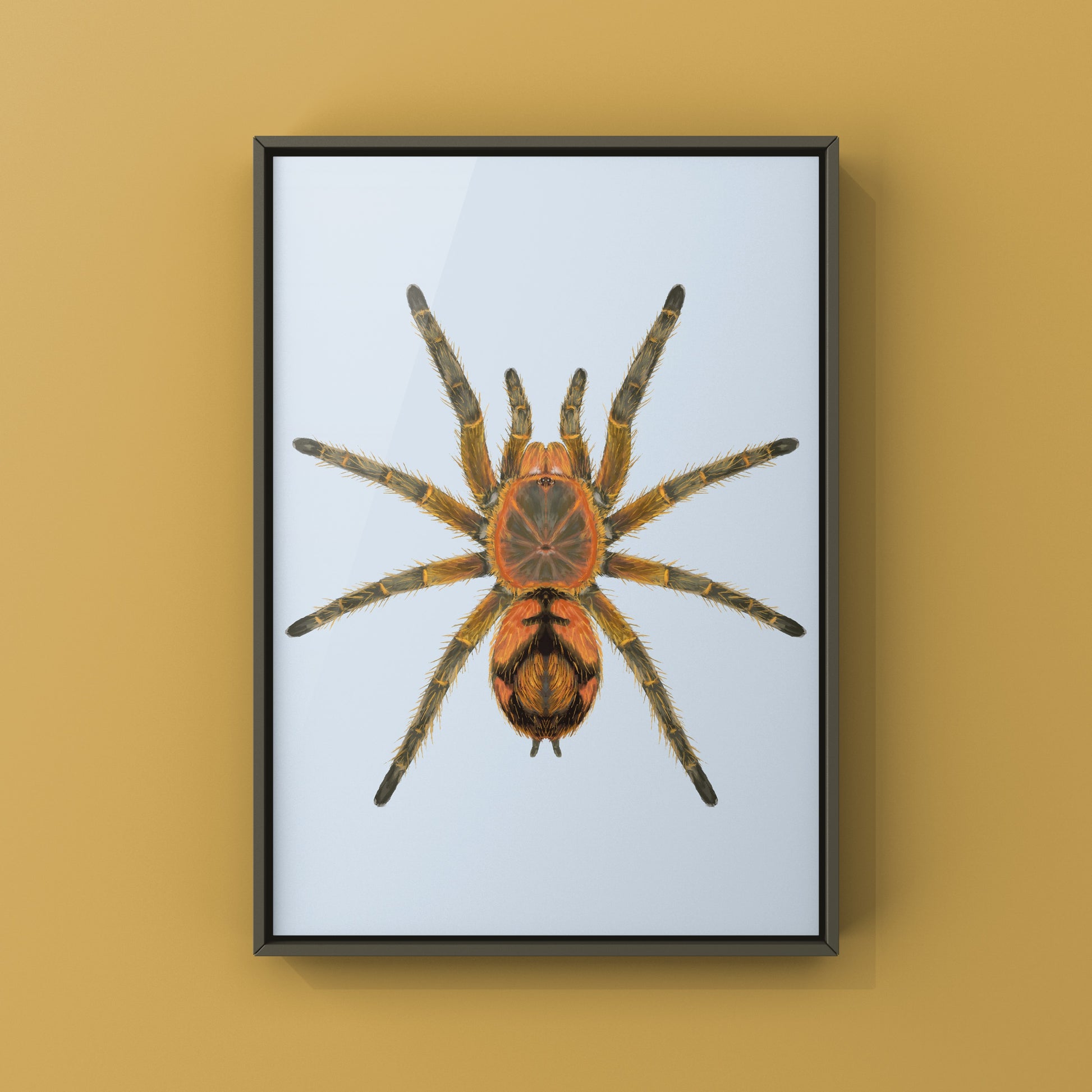 Peruvian Firecracker Tarantula, Urupelma sp. Mishana, Photographic Art Print from The Silk Ranch