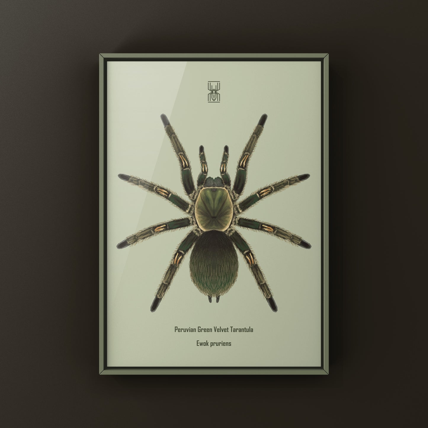 Peruvian Green Velvet Tarantula, Ewok Pruriens, Photographic Art Print from The Silk Ranch