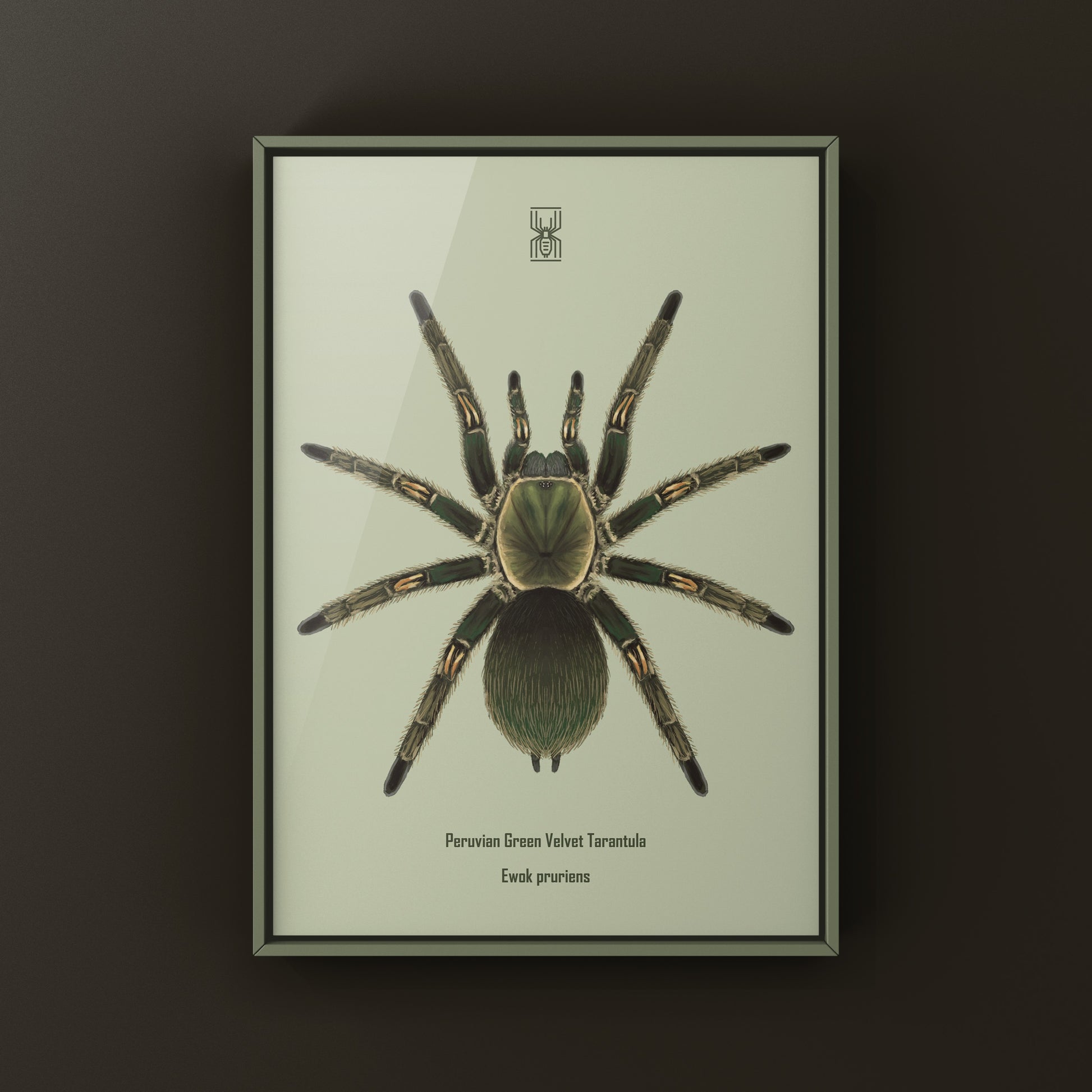 Peruvian Green Velvet Tarantula, Ewok Pruriens, Photographic Art Print from The Silk Ranch