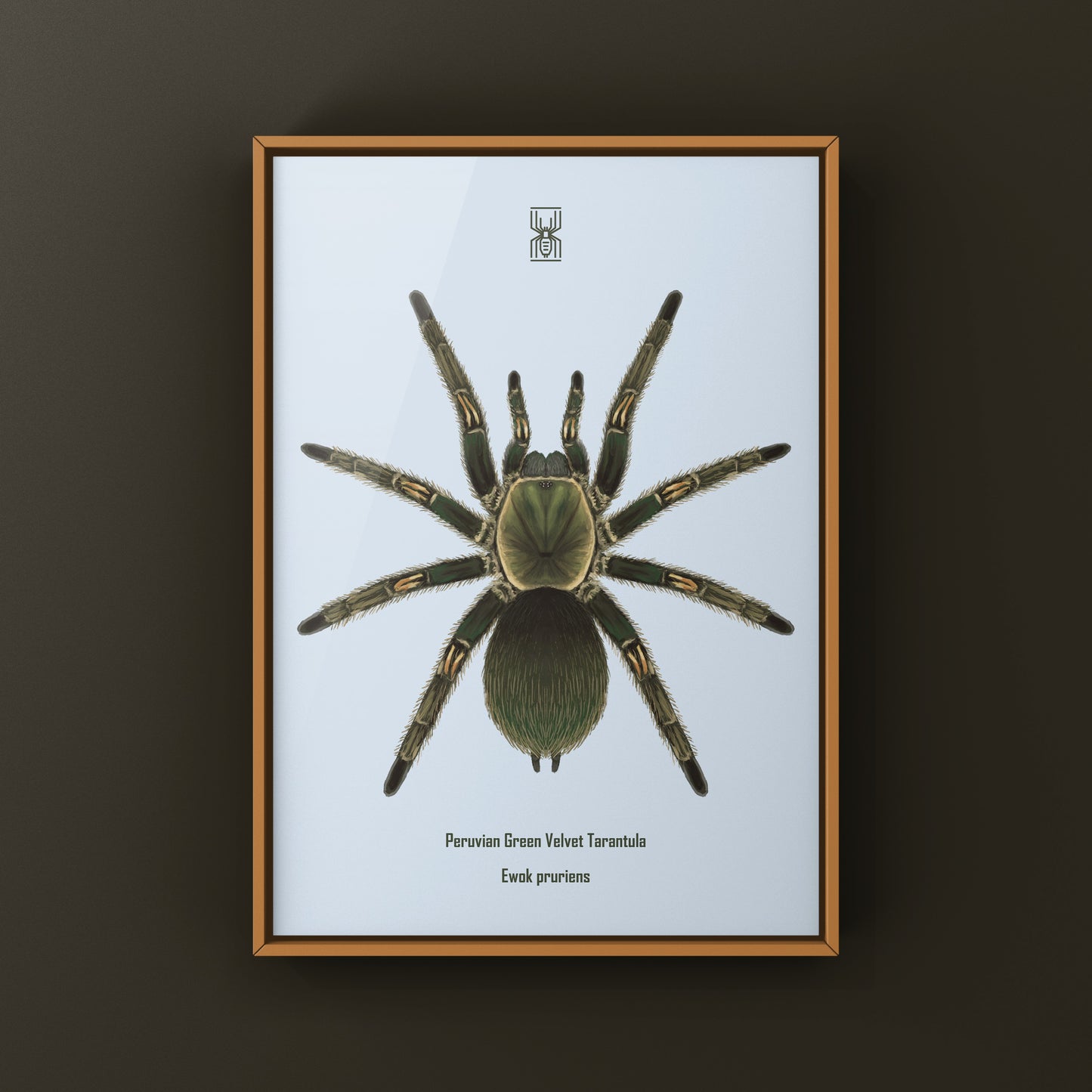 Peruvian Green Velvet Tarantula, Ewok Pruriens, Photographic Art Print from The Silk Ranch