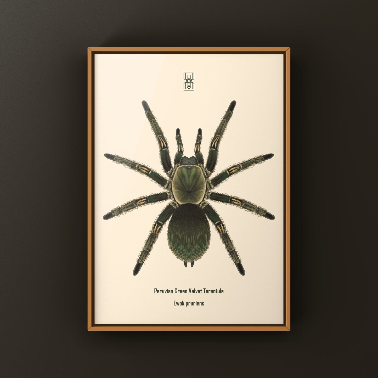 Peruvian Green Velvet Tarantula, Ewok Pruriens, Photographic Art Print from The Silk Ranch