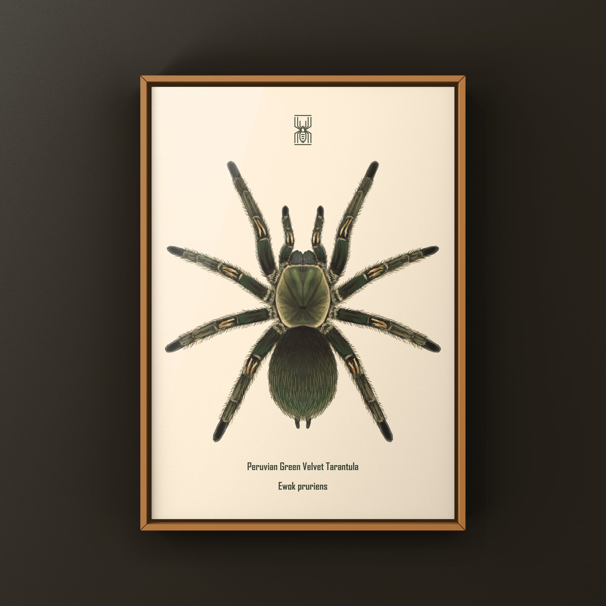Peruvian Green Velvet Tarantula, Ewok Pruriens, Photographic Art Print from The Silk Ranch