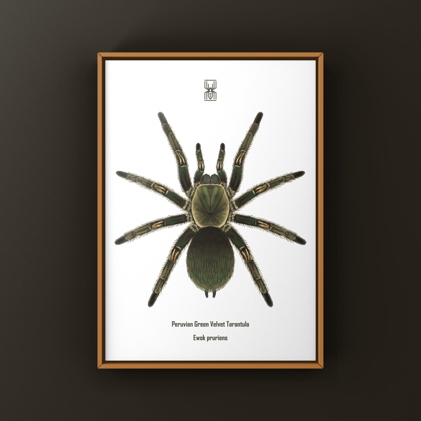 Peruvian Green Velvet Tarantula, Ewok Pruriens, Photographic Art Print from The Silk Ranch
