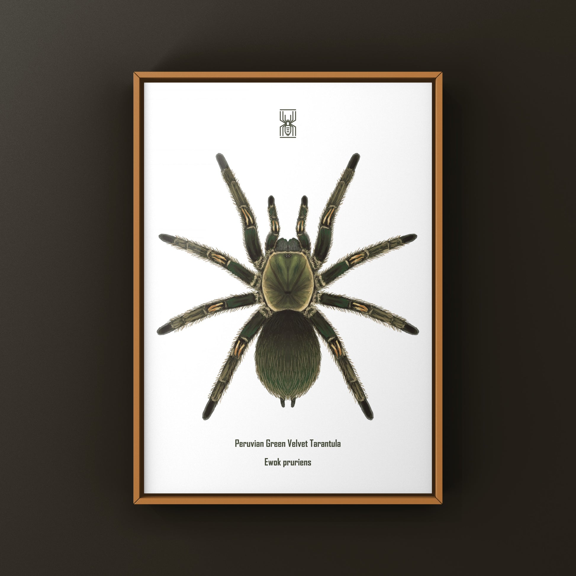 Peruvian Green Velvet Tarantula, Ewok Pruriens, Photographic Art Print from The Silk Ranch